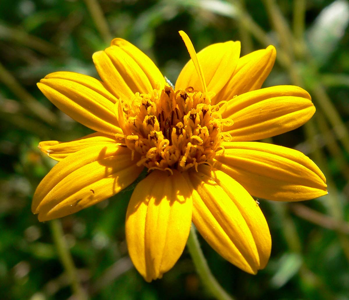 Close-up of an Orange Zexmenia (Wedelia acapulcensis var. hispida) flower showing orange ray florets and a darker center disc