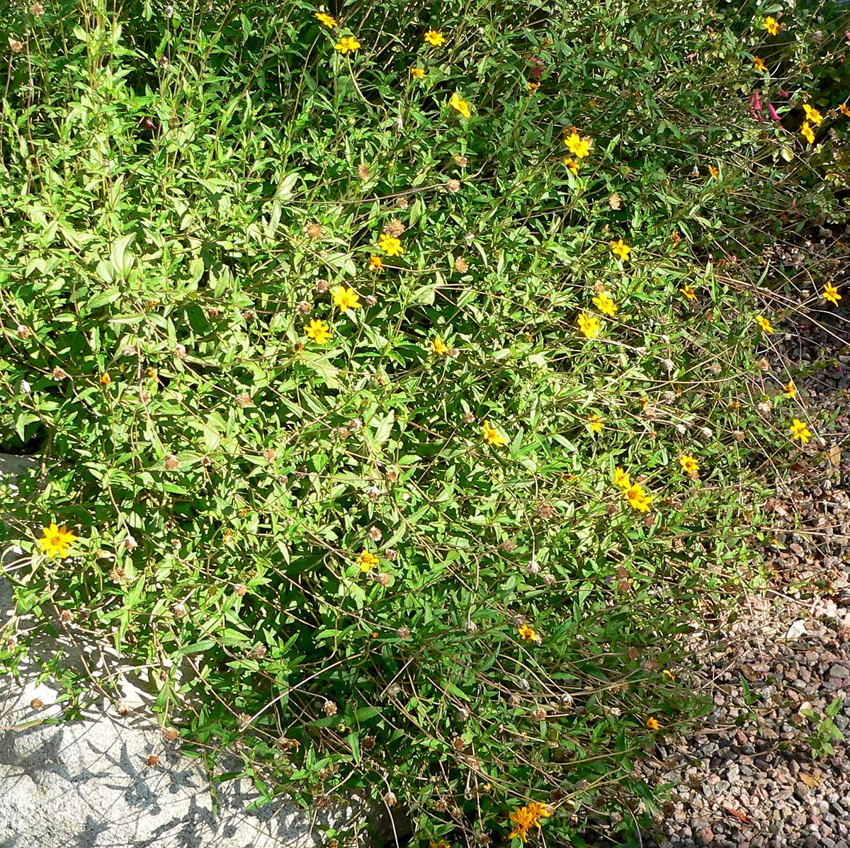 Orange Zexmenia (Wedelia acapulcensis var. hispida) mounding shrub covered in small orange-yellow daisy flowers