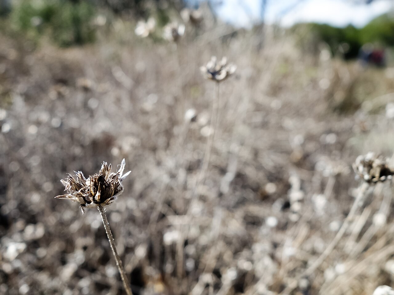 Orange Zexmenia (Wedelia acapulcensis var. hispida) mass planting covered in small orange flowers in a rocky garden bed
