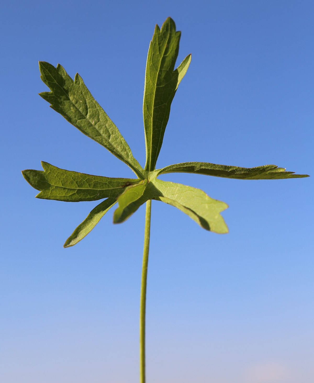 Oregon Checkerbloom (Sidalcea oregana) - PlantNative.org Palmately lobed leaf of Oregon checkerbloom (Sidalcea oregana) photographed against a blue sky