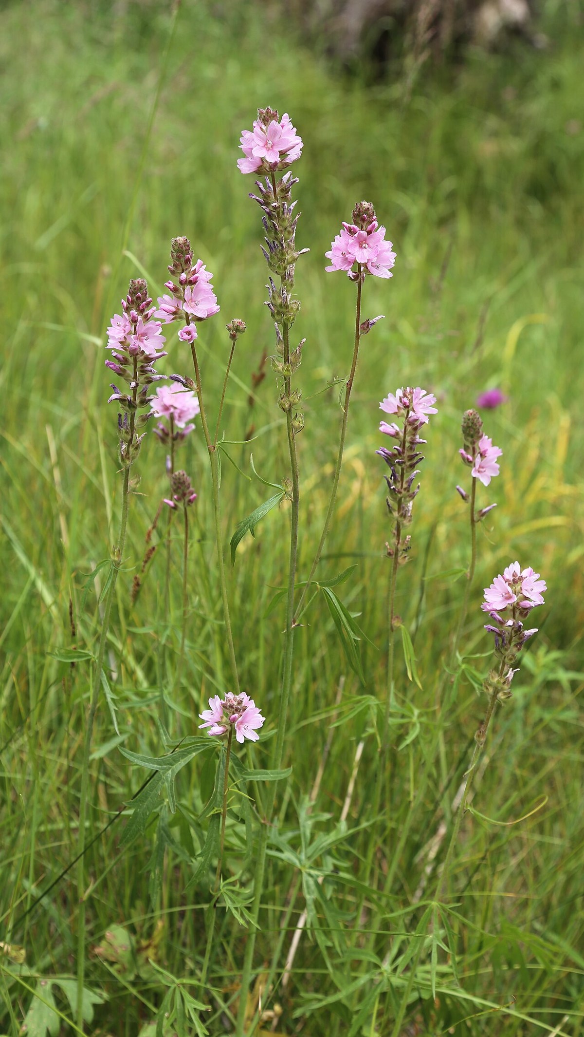 Oregon Checkerbloom (Sidalcea oregana) - PlantNative.org Oregon checkerbloom (Sidalcea oregana) clump in a wet meadow with tall pink flower spikes