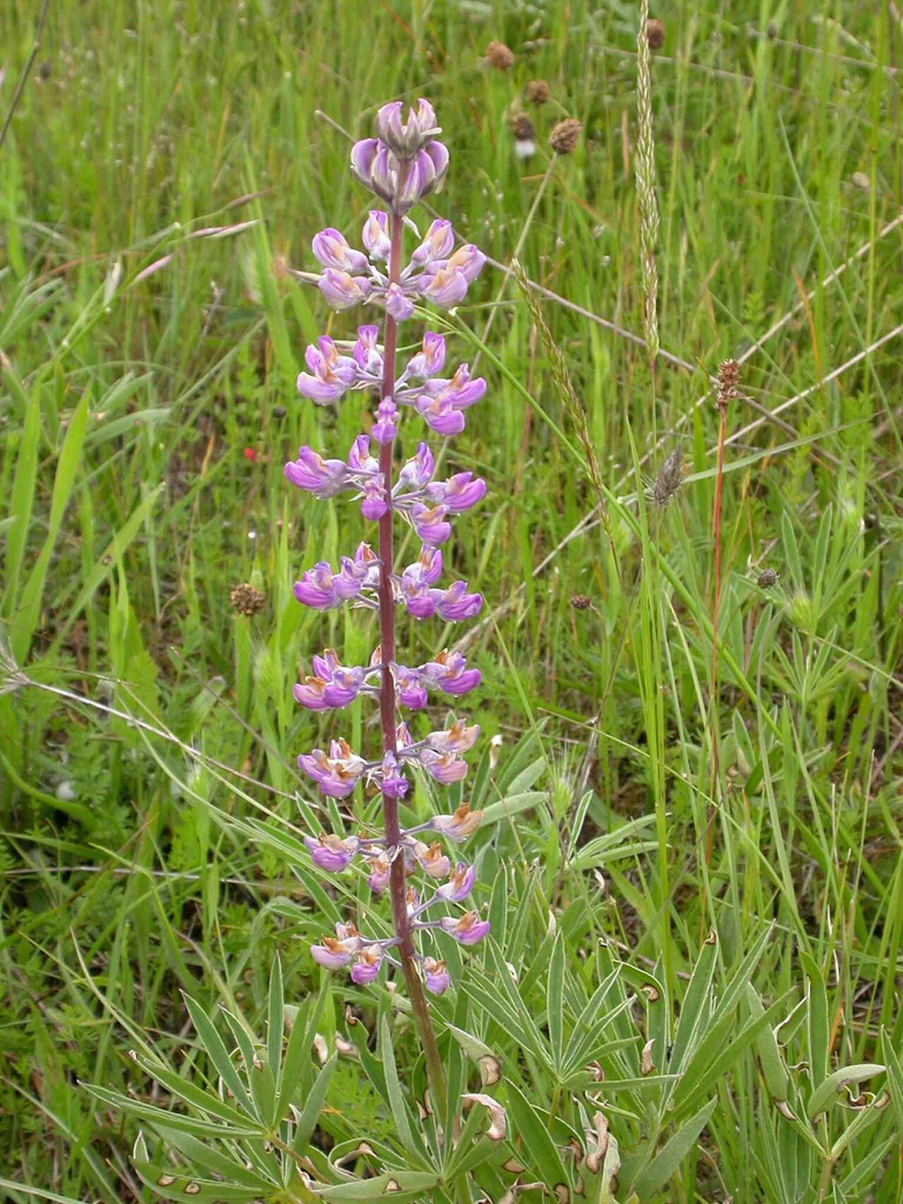 Oregon Lupine (Lupinus oreganus) - PlantNative.org Close-up of Oregon lupine flower spike showing individual pea-shaped lavender flowers and palmate leaves