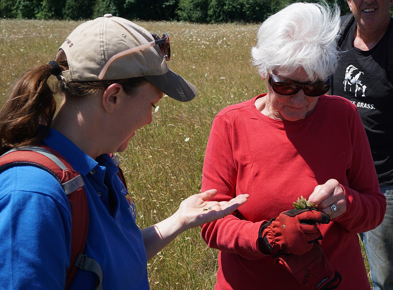 Oregon Lupine (Lupinus oreganus) - PlantNative.org Biologist and volunteer examining seed pods of Oregon lupine during a Willamette Valley conservation monitoring visit
