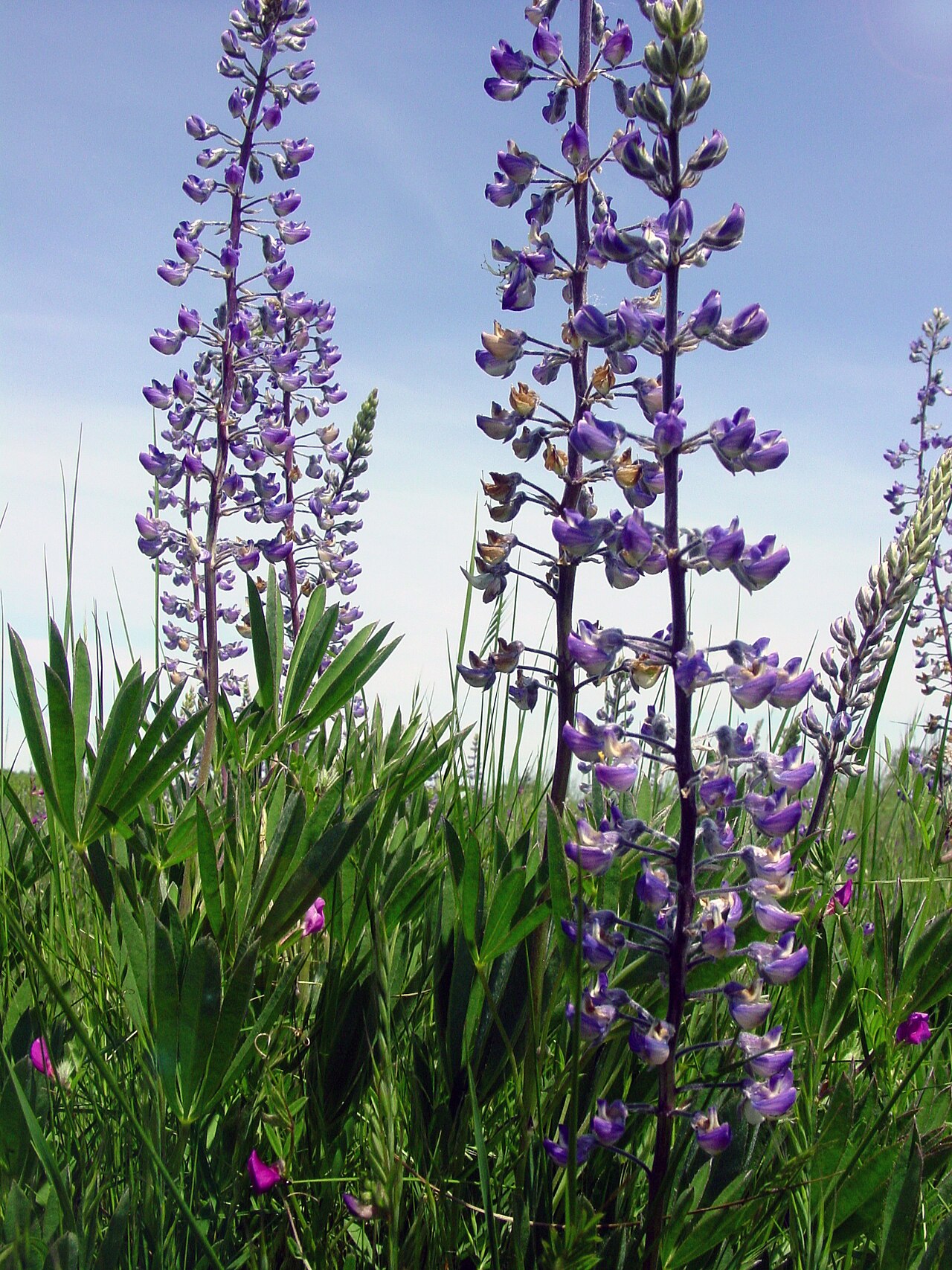 Oregon Lupine (Lupinus oreganus) - PlantNative.org Oregon lupine (Lupinus oreganus) flower spikes with purple pea-shaped blossoms rising above palmate leaves in a Willamette Valley prairie