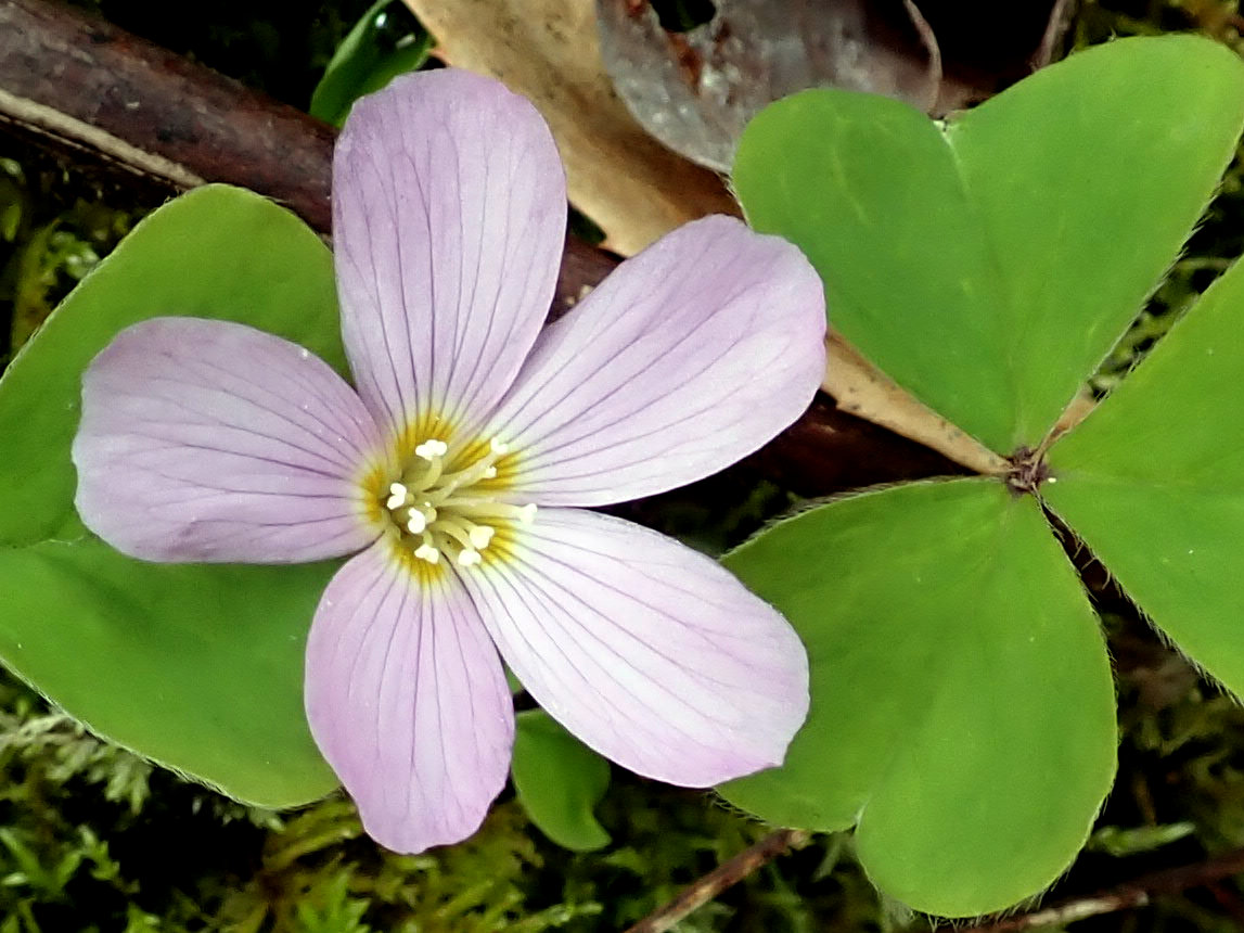 Close-up of a pale pink, five-petaled Oregon wood sorrel (Oxalis oregana) flower with purplish veins, among clover-like leaves
