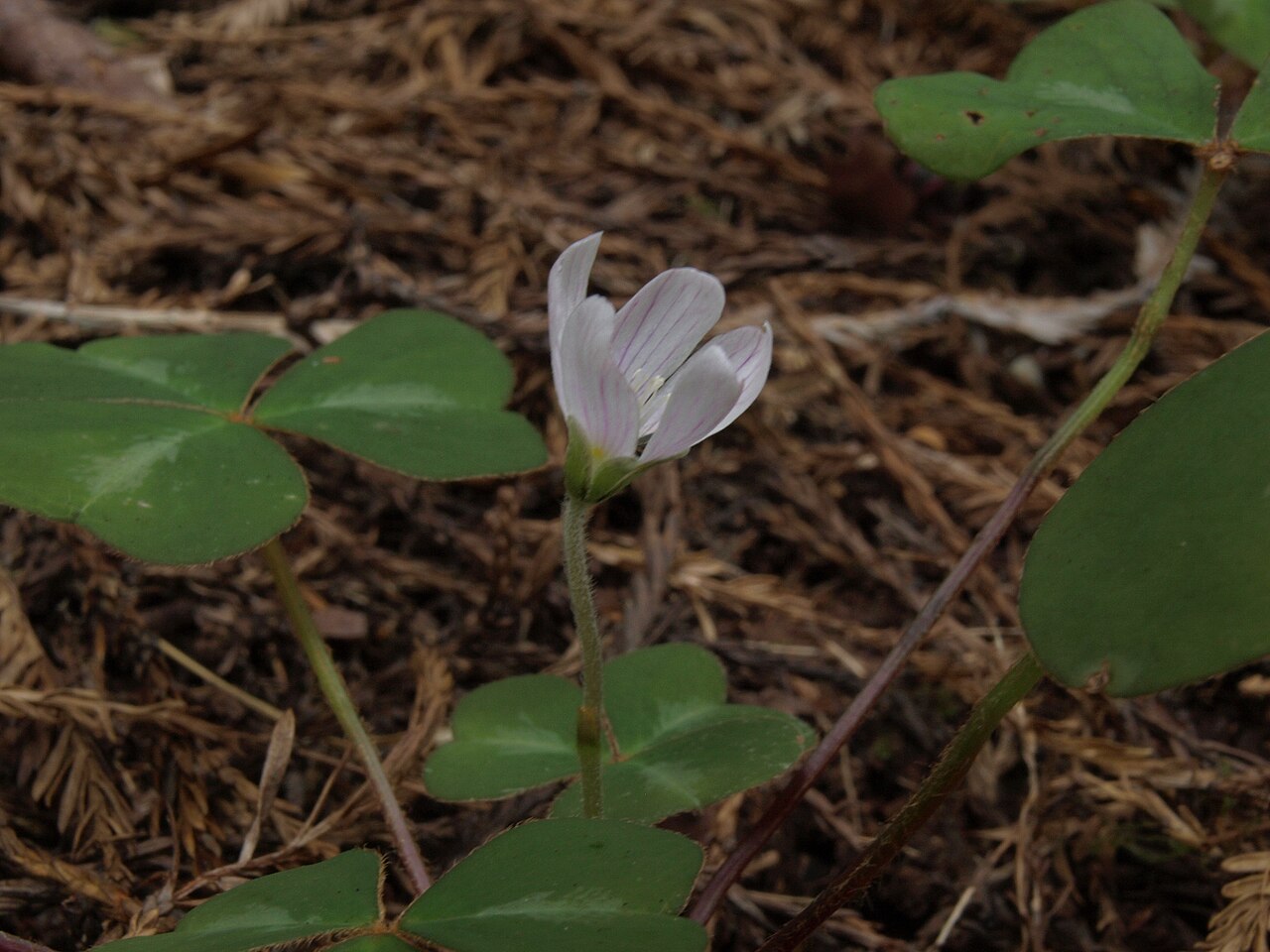 Oregon wood sorrel (Oxalis oregana) growing among redwood needle duff in Redwood National Park, California