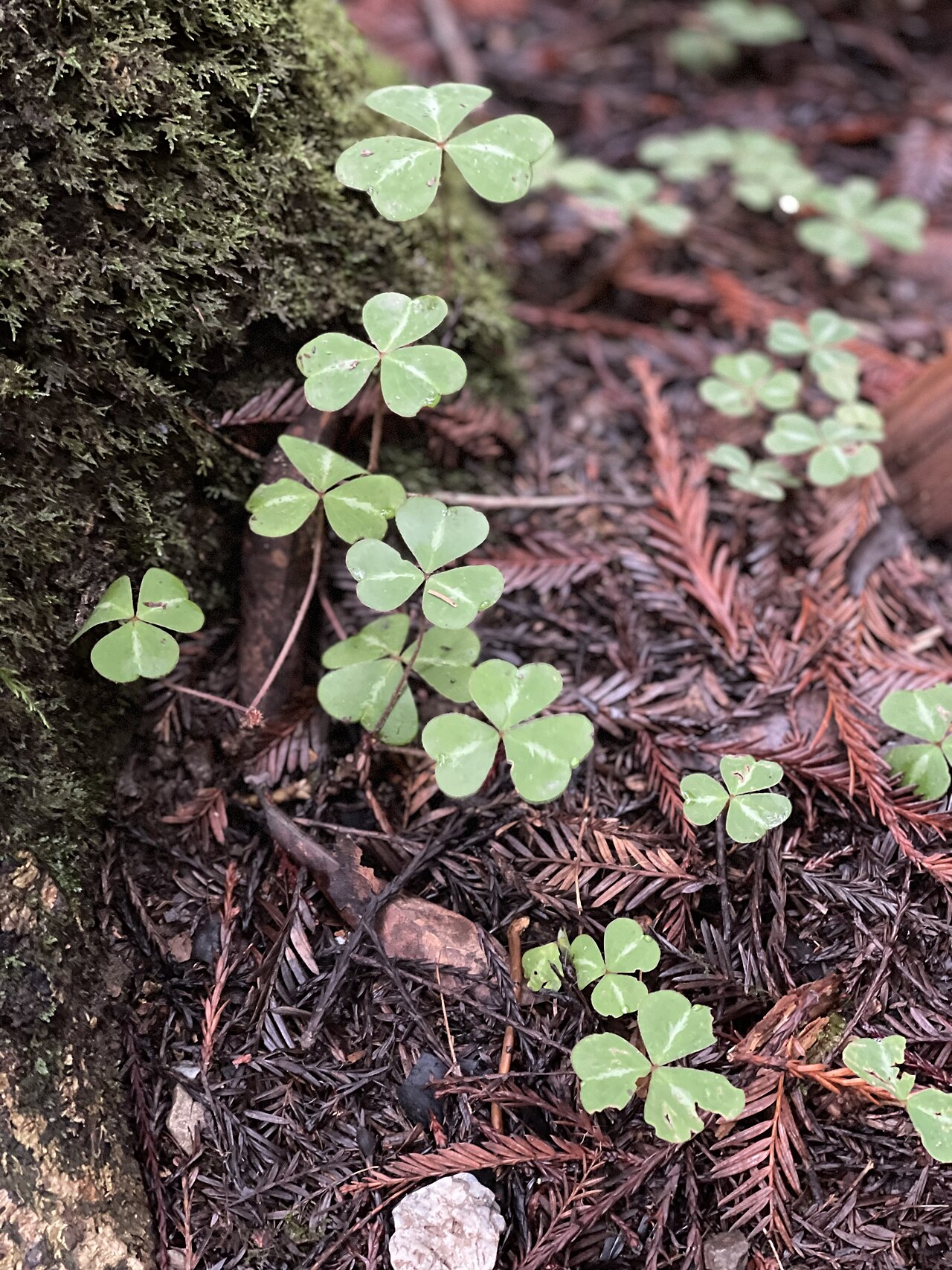 Patch of Oregon wood sorrel (Oxalis oregana) clover-like leaves growing among moss and redwood duff on a shaded forest floor