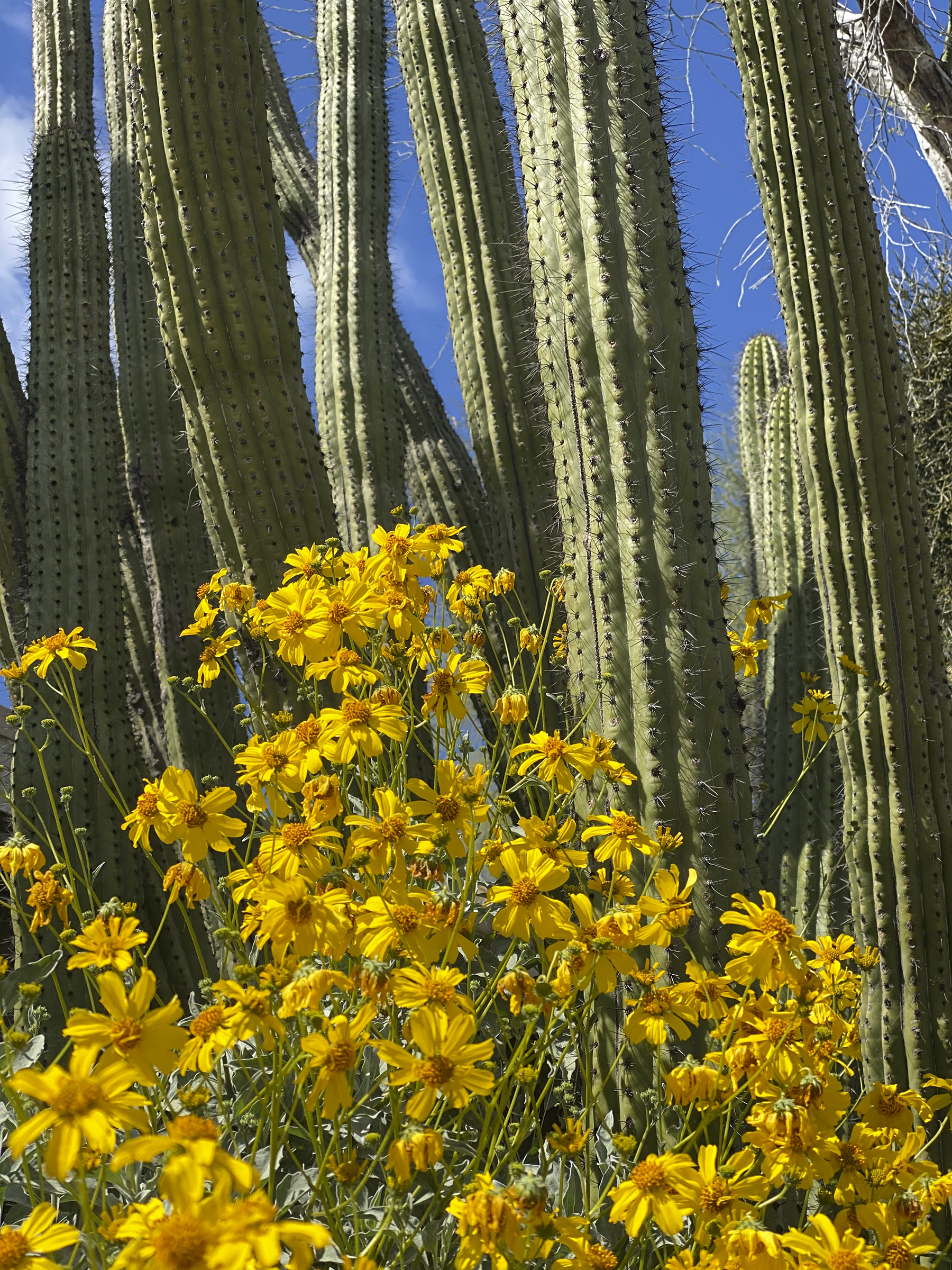 Organ pipe cactus stems rising above blooming brittlebush in Organ Pipe Cactus National Monument, Arizona