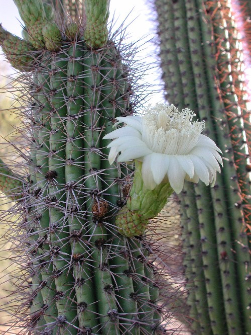 Close-up of a white night-blooming organ pipe cactus (Stenocereus thurberi) flower against spiny green stems