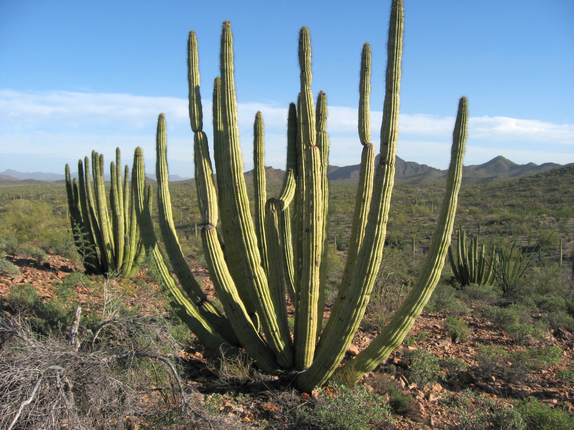 Organ Pipe Cactus (Stenocereus thurberi)