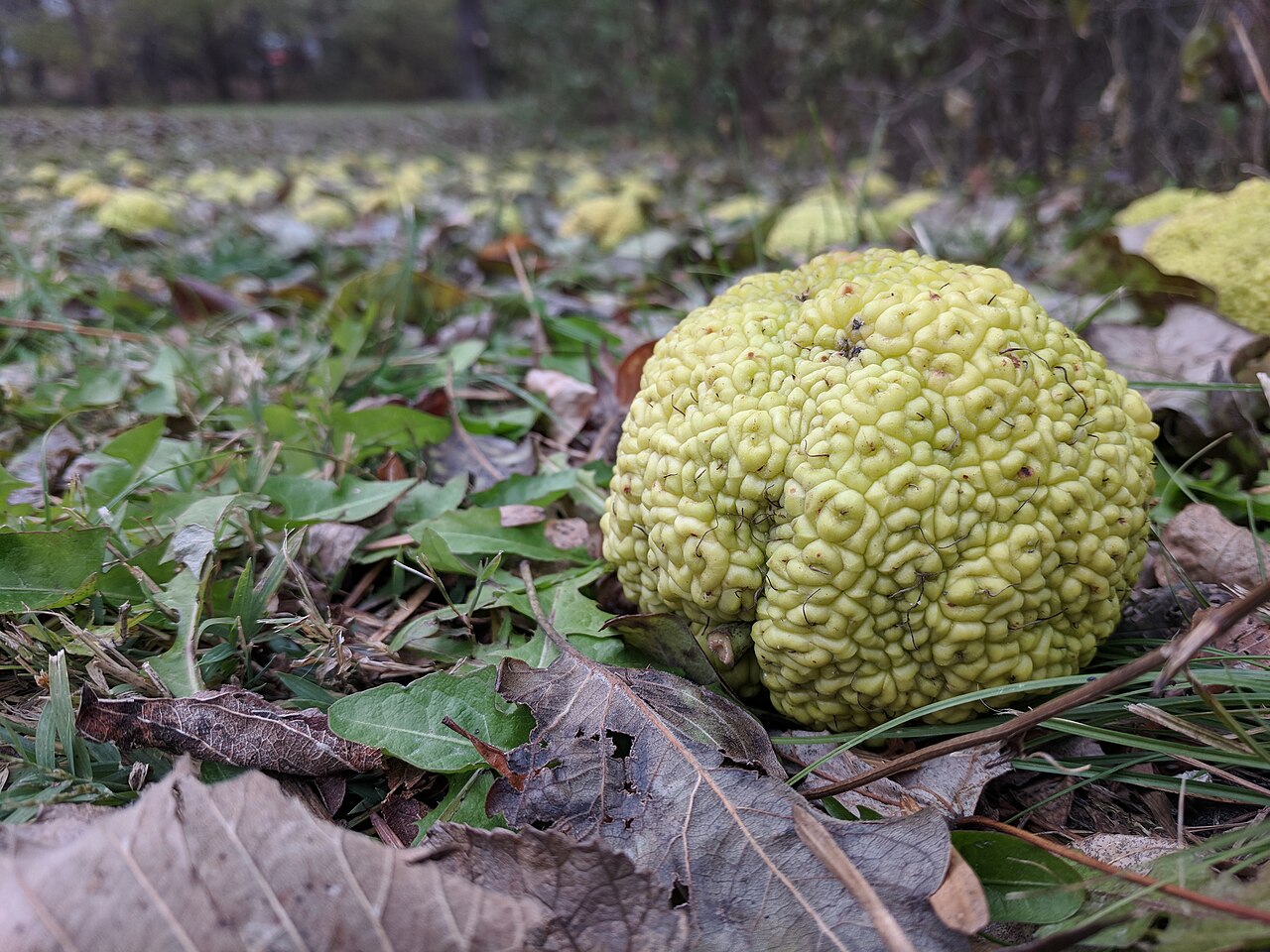 Osage-orange (Maclura pomifera) - PlantNative.org A fresh yellow-green Osage-orange (Maclura pomifera) fruit on fallen leaves