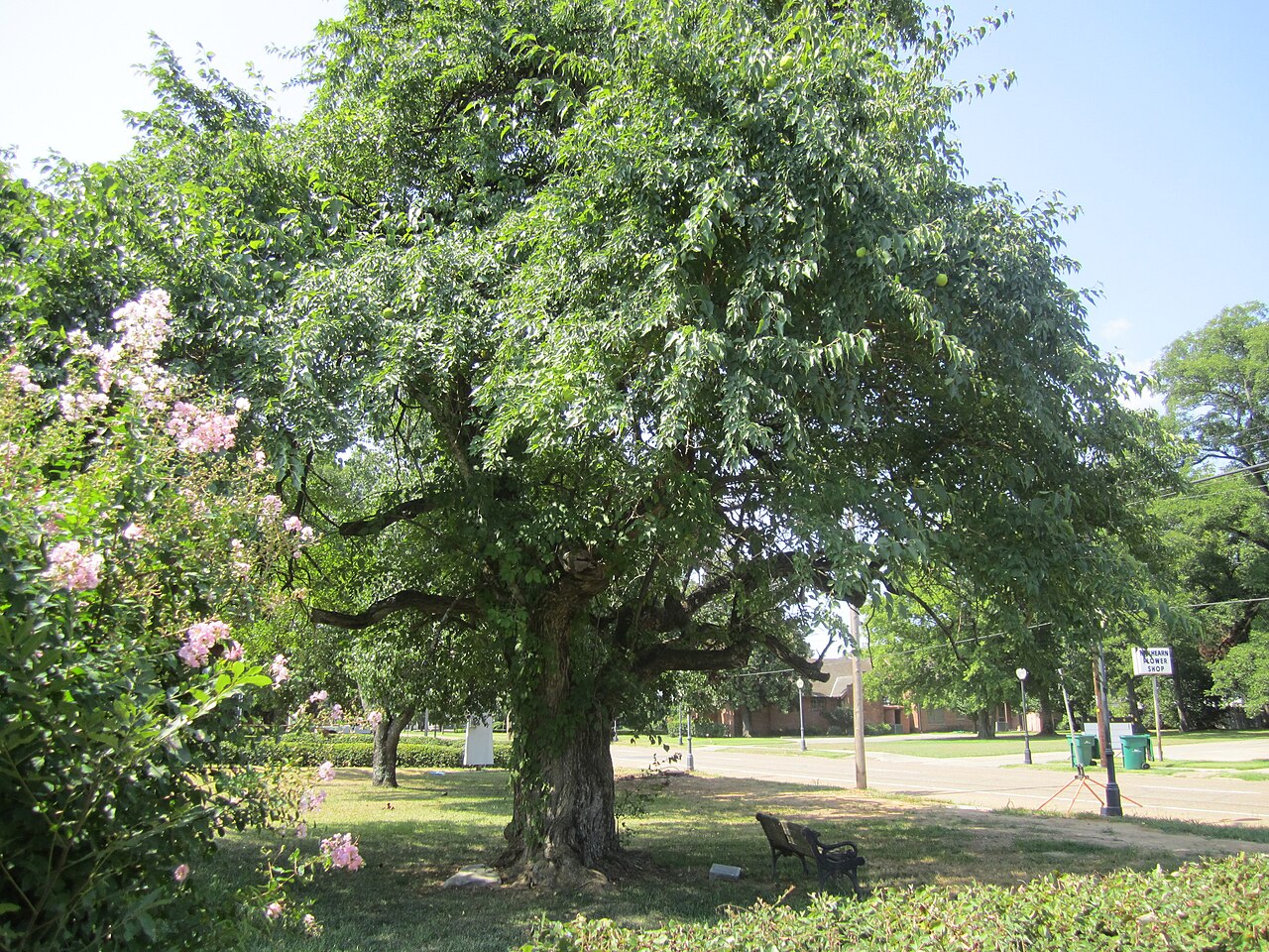 Osage-orange (Maclura pomifera) - PlantNative.org A large, old Osage-orange (Maclura pomifera) shade tree with a thick trunk growing in a park setting