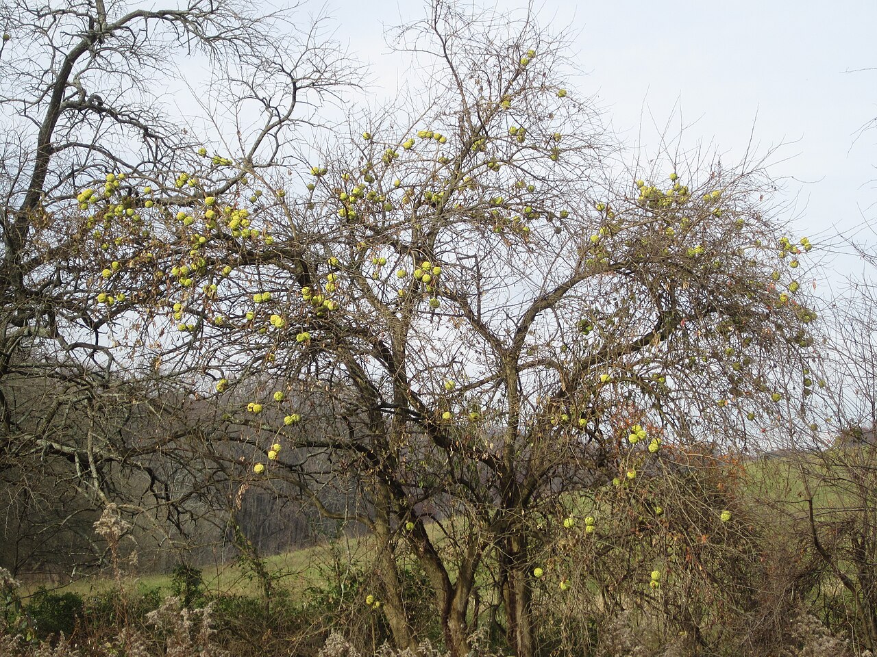 Osage-orange (Maclura pomifera) - PlantNative.org An Osage-orange (Maclura pomifera) tree in fall, bare branches hung with dozens of large yellow-green fruit