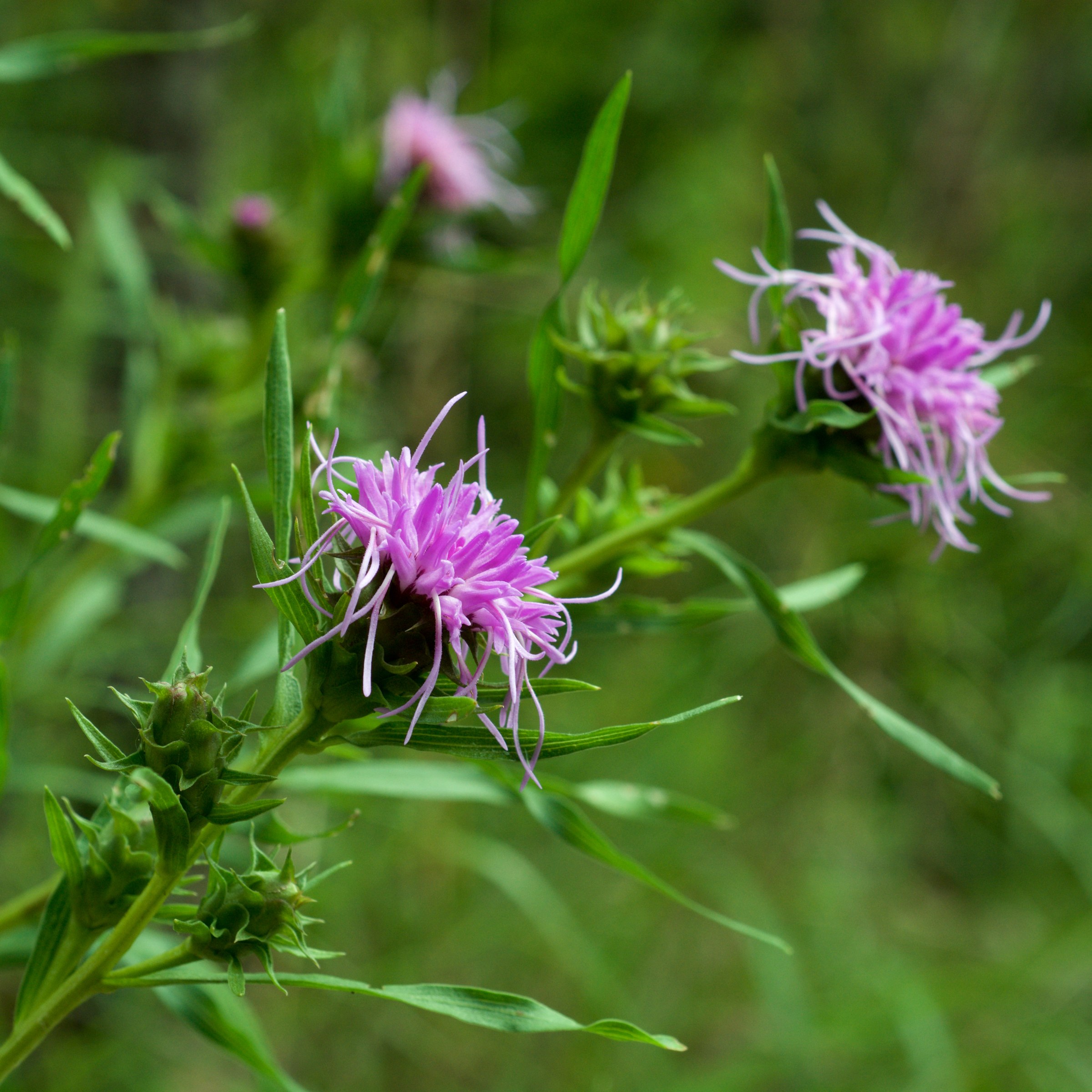 Ouachita Blazing Star (Liatris compacta) - PlantNative.org Ouachita blazing star (Liatris compacta) showing clustered lavender-pink fuzzy flower heads on a wiry stem