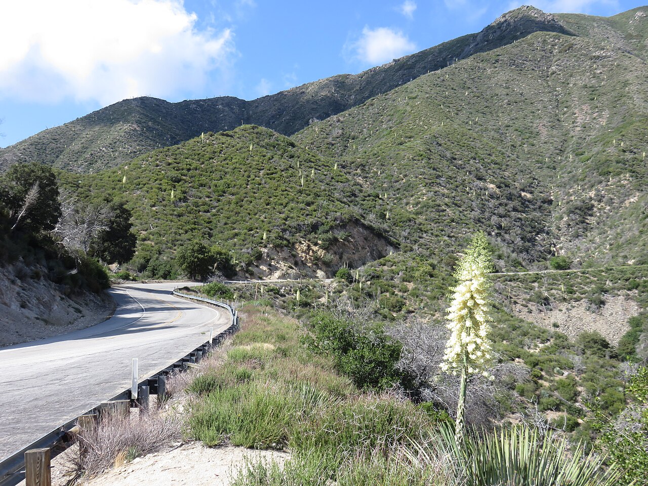 Our Lord's Candle (Hesperoyucca whipplei) - PlantNative.org Our Lord's candle (Hesperoyucca whipplei) with a tall cream flower spike blooming on a chaparral hillside above a mountain road