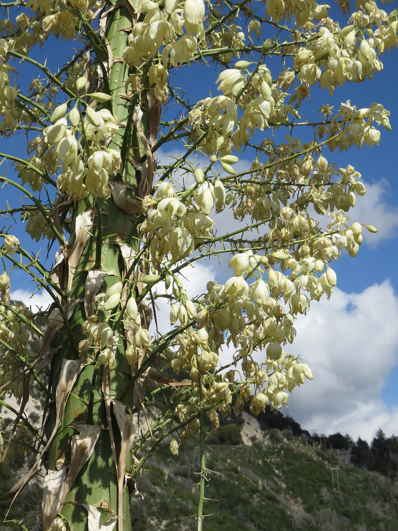 Our Lord's Candle (Hesperoyucca whipplei) - PlantNative.org Close-up of the dense, creamy white bell-shaped flowers crowded along the upper flower spike of Our Lord's candle (Hesperoyucca whipplei)