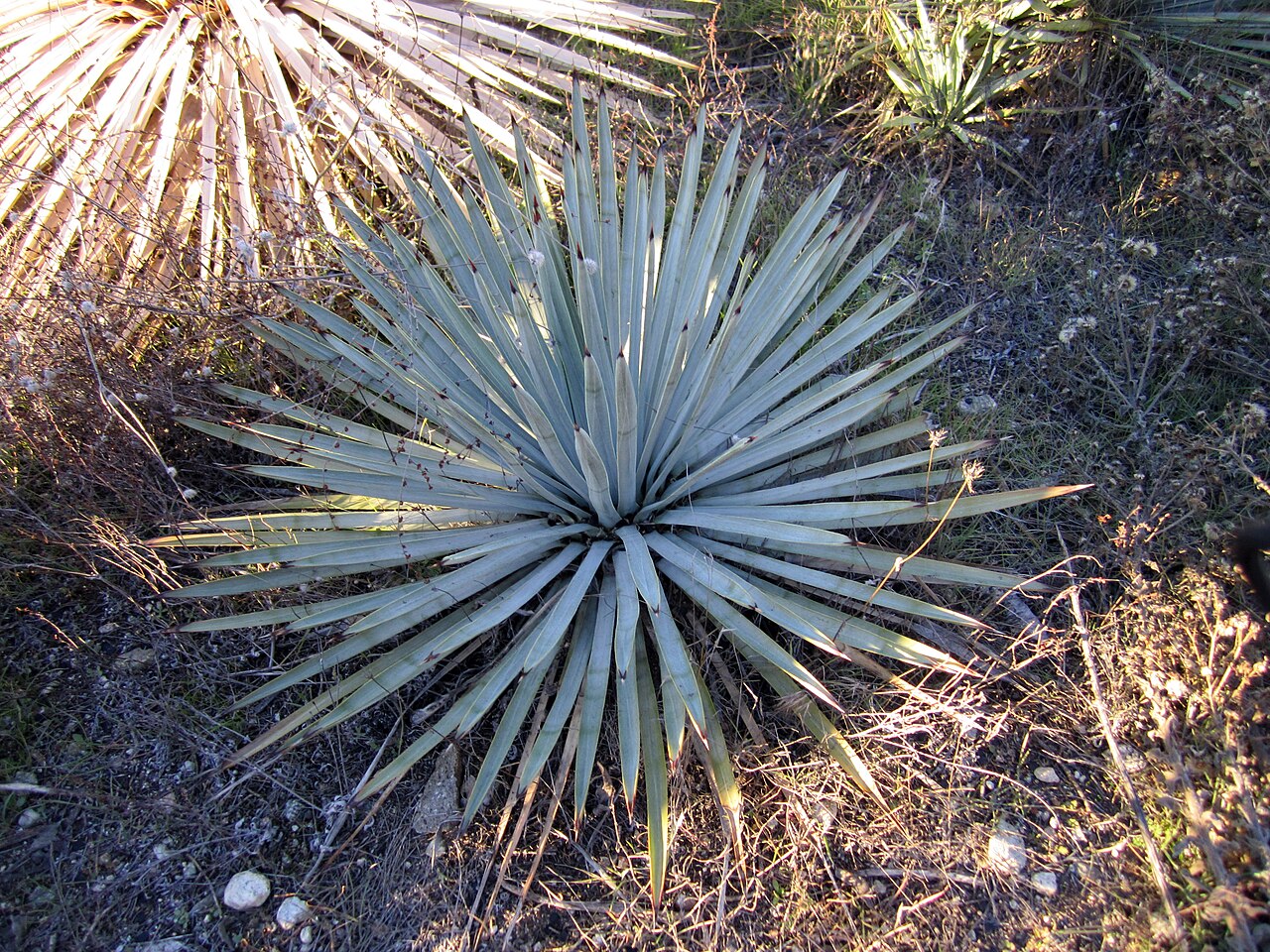Our Lord's Candle (Hesperoyucca whipplei) - PlantNative.org Overhead view of the silvery blue-green basal rosette of Our Lord's candle (Hesperoyucca whipplei) before it sends up a flower stalk