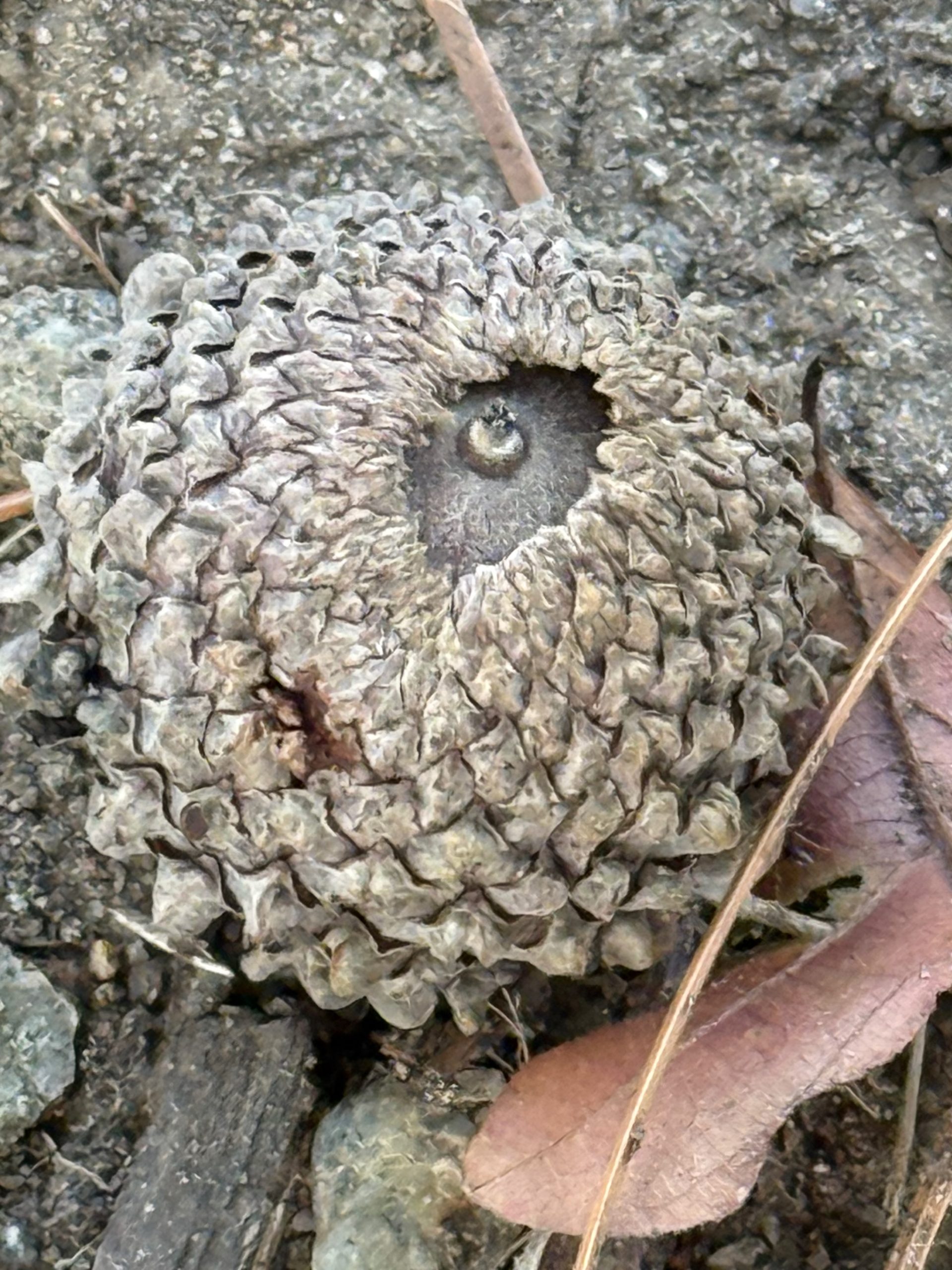 Overcup Oak (Quercus lyrata) - PlantNative.org Overcup Oak (Quercus lyrata) acorn with its distinctive warty cup enclosing most of the nut