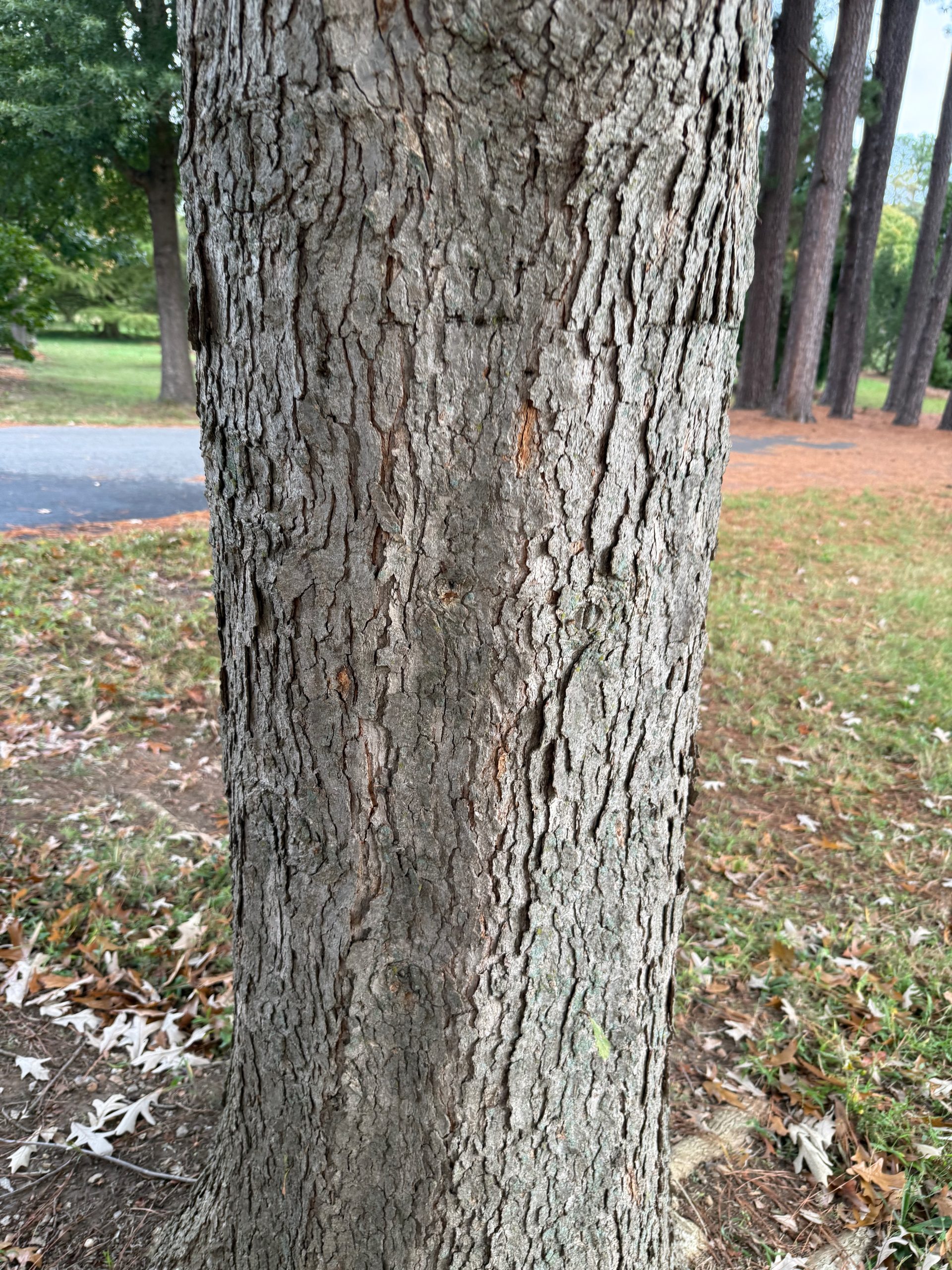 Overcup Oak (Quercus lyrata) - PlantNative.org Close-up of the gray, ridged and scaly bark of a mature Overcup Oak (Quercus lyrata) trunk