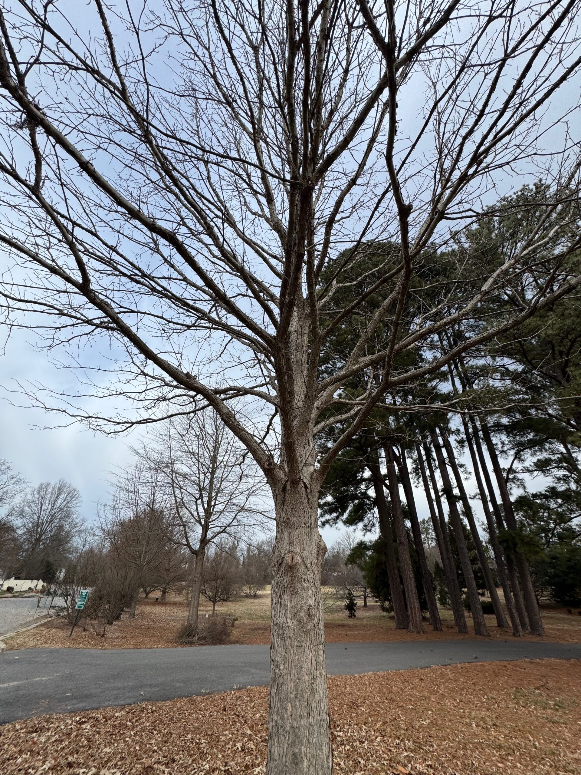 Overcup Oak (Quercus lyrata) - PlantNative.org Mature Overcup Oak (Quercus lyrata) tree in winter showing its upright trunk and spreading branch structure