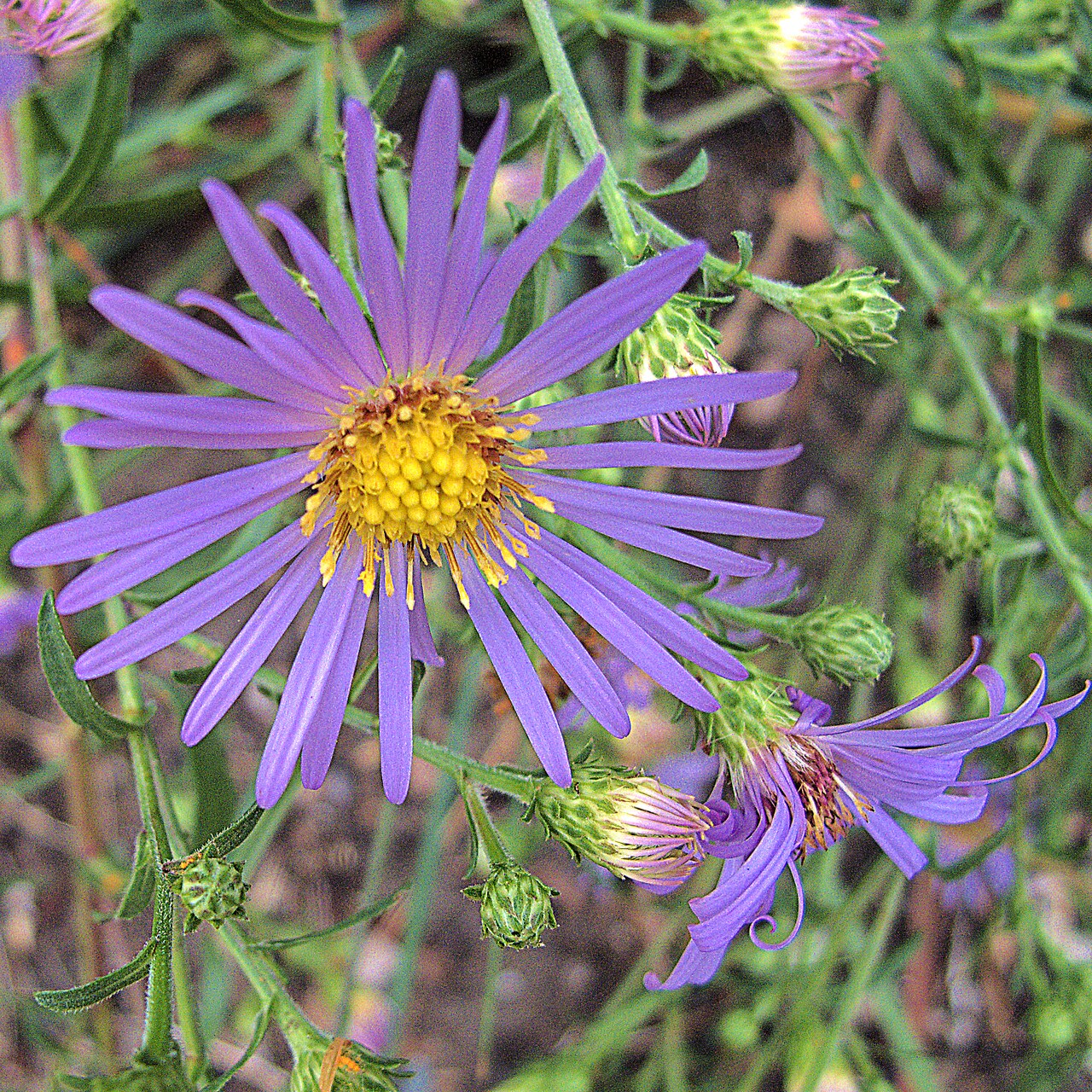 Close-up of a single Pacific aster (Symphyotrichum chilense) flower showing purple ray florets and a yellow central disk