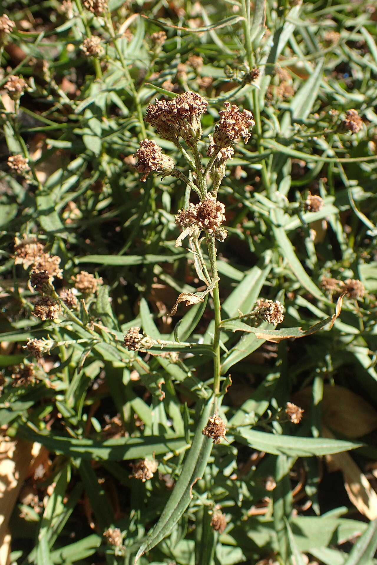 Dry, fluffy seed heads of Pacific aster (Symphyotrichum chilense) among narrow green leaves in late season