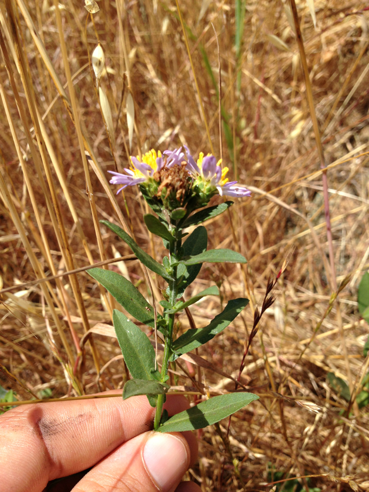 Wild Pacific aster (Symphyotrichum chilense) stem with pale lavender daisy-like flowers growing among dry grasses in California