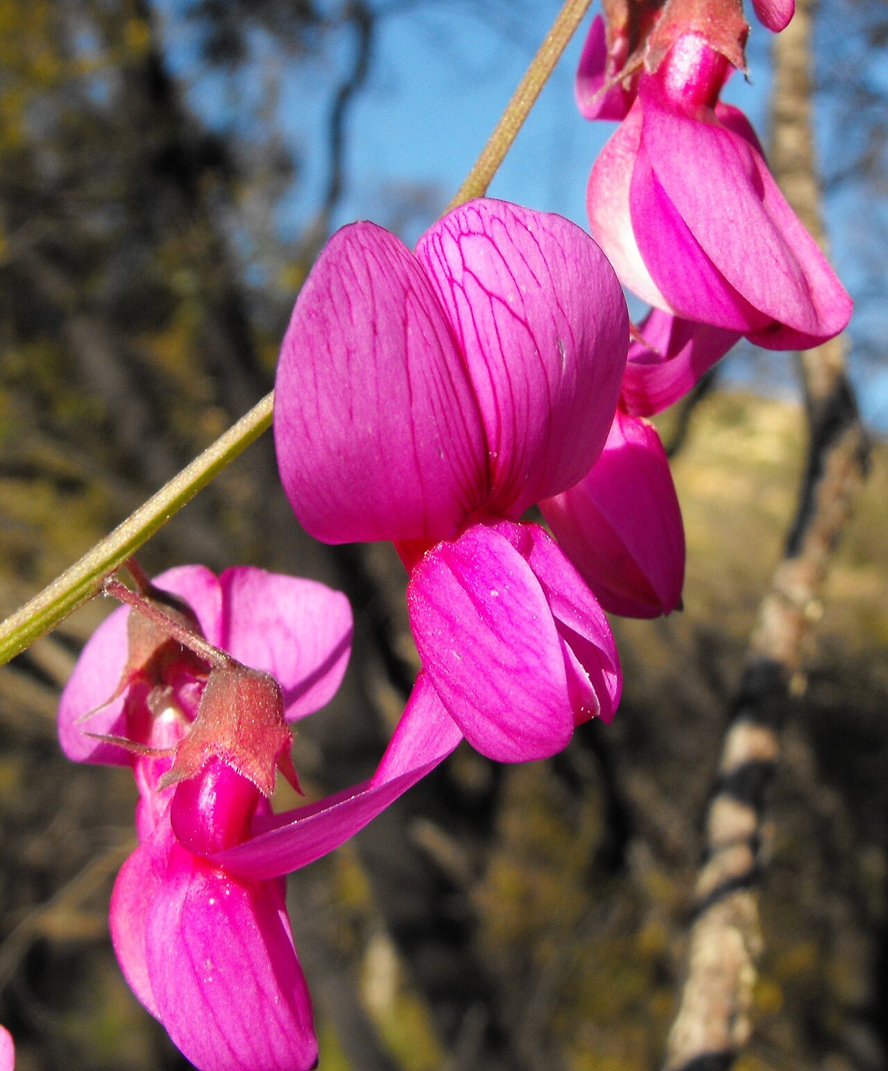 Pacific pea (Lathyrus vestitus) close-up of bright magenta pea-shaped flowers with a curved keel and broad upright banner petal