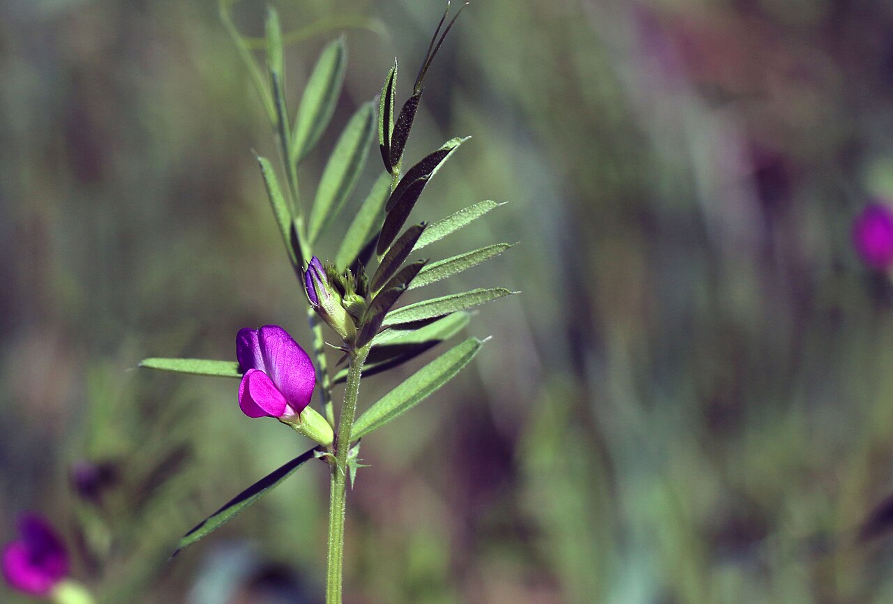 Pacific pea (Lathyrus vestitus) climbing stem with narrow leaflets, branched tendrils, and a single purple pea flower