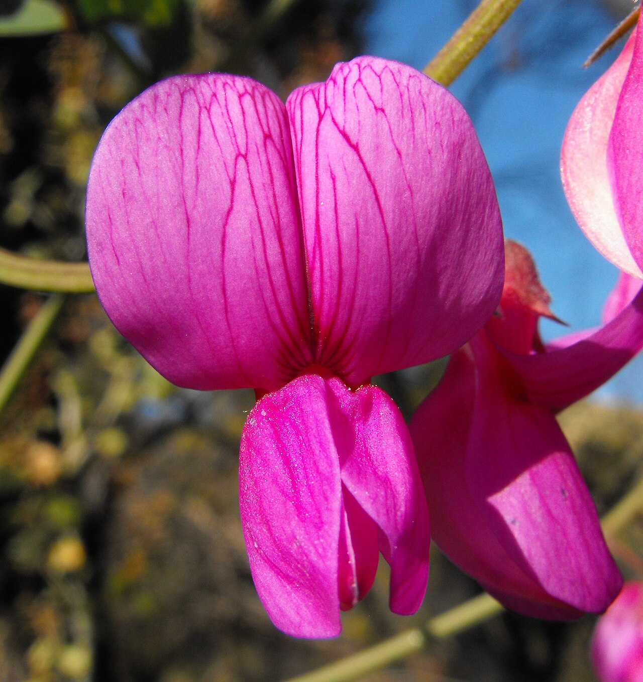 Pacific pea (Lathyrus vestitus) vine showing narrow pinnately compound leaflets and a single magenta flower, growing among chaparral shrubs
