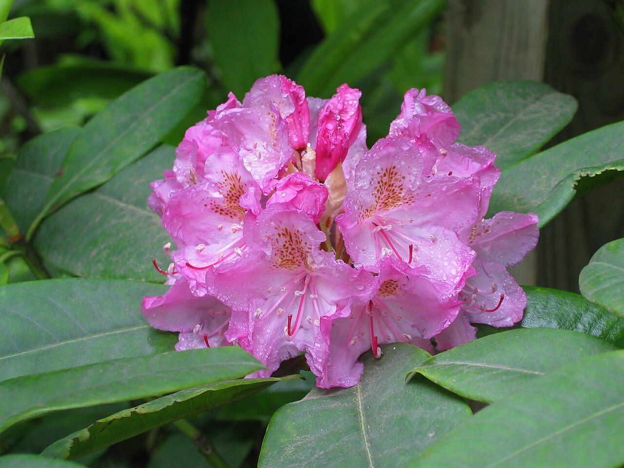 Pacific Rhododendron (Rhododendron macrophyllum) - PlantNative.org Close-up of a pink Pacific rhododendron flower truss showing the flaring lobes and darker upper-petal spotting