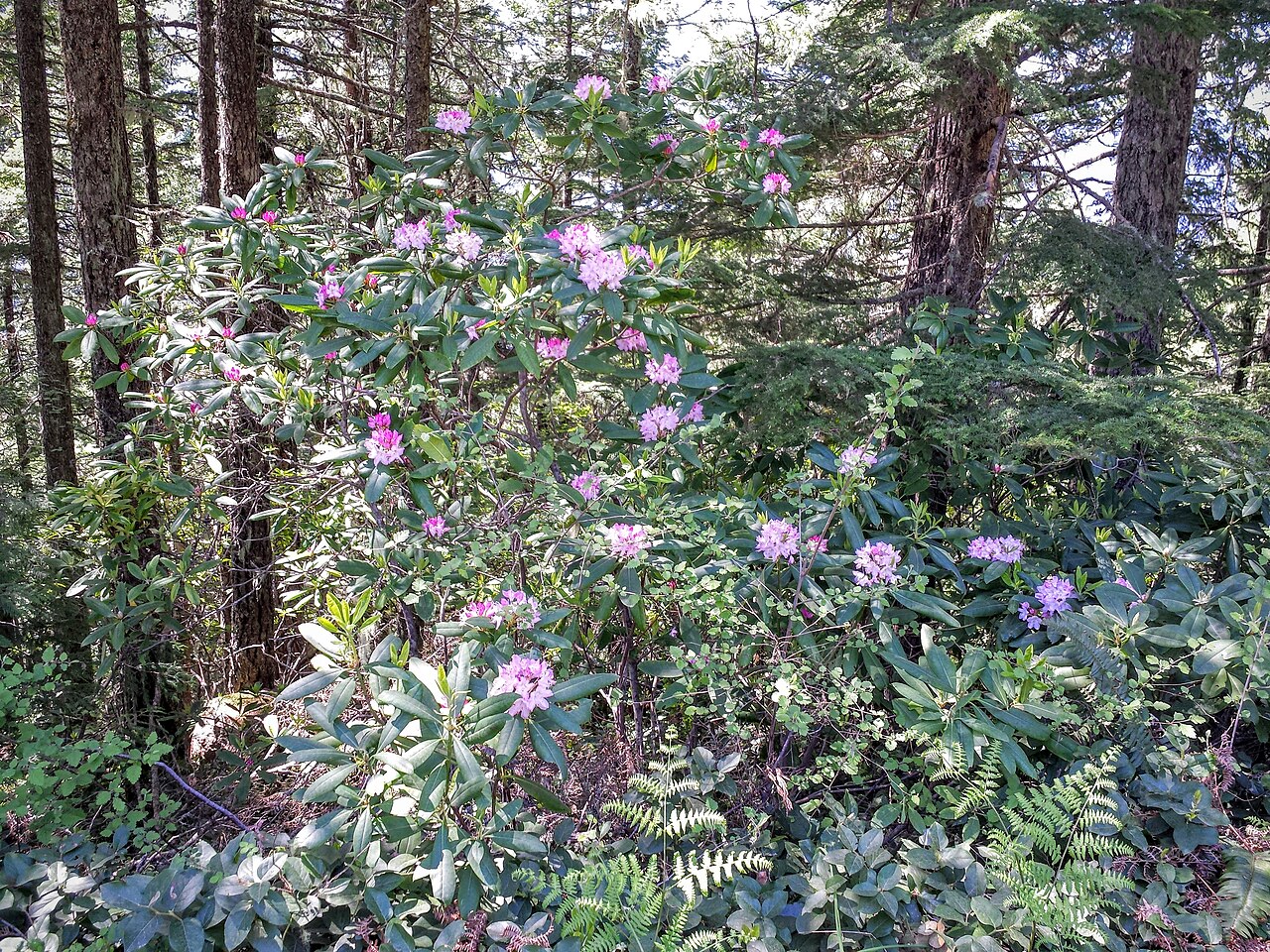 Pacific Rhododendron (Rhododendron macrophyllum) - PlantNative.org Pacific rhododendron shrubs in bloom in a shaded conifer forest understory on Mount Walker, Washington