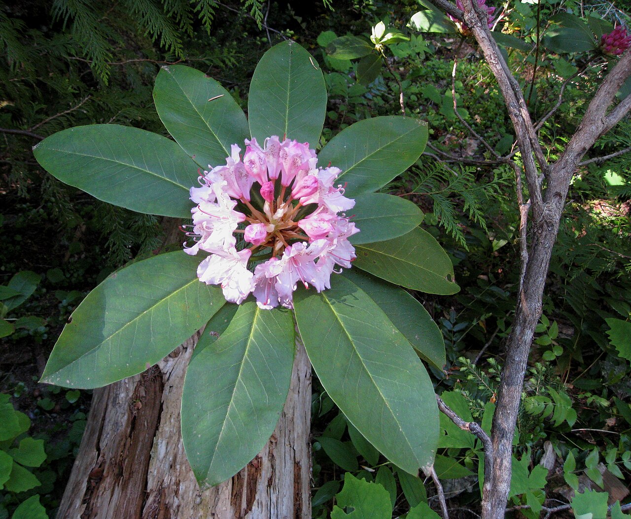 Pacific Rhododendron (Rhododendron macrophyllum) - PlantNative.org A Pacific rhododendron (Rhododendron macrophyllum) flower truss framed by a whorl of large evergreen leaves