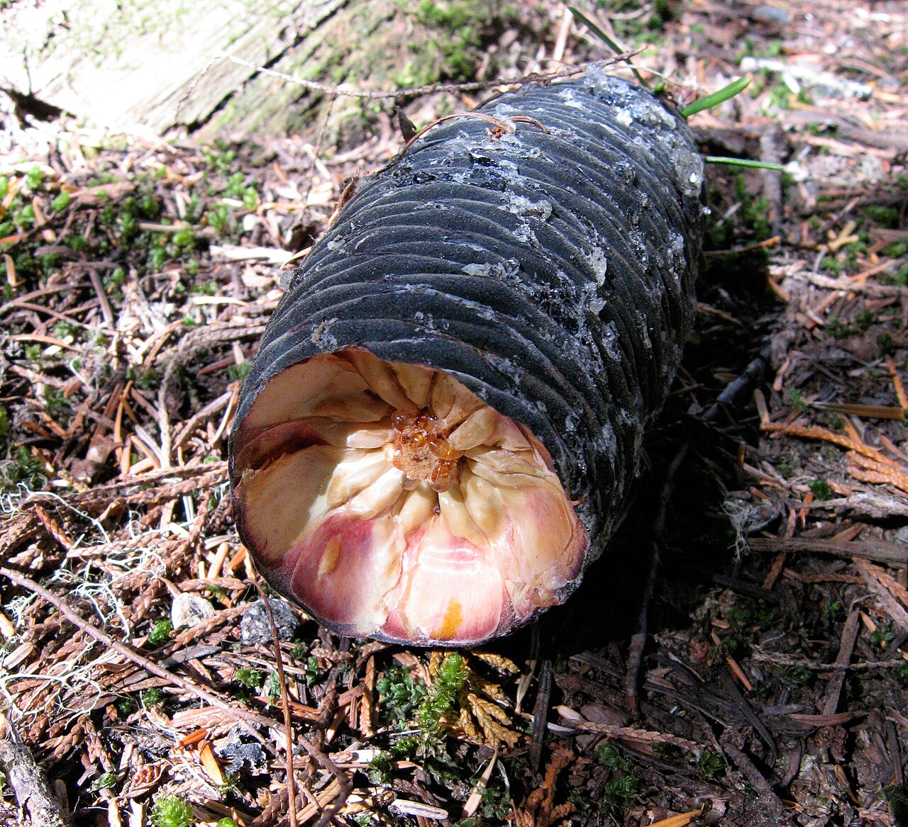 Pacific Silver Fir (Abies amabilis) - PlantNative.org Cross-section of a Pacific silver fir (Abies amabilis) cone showing the internal seed structure, likely opened by a squirrel