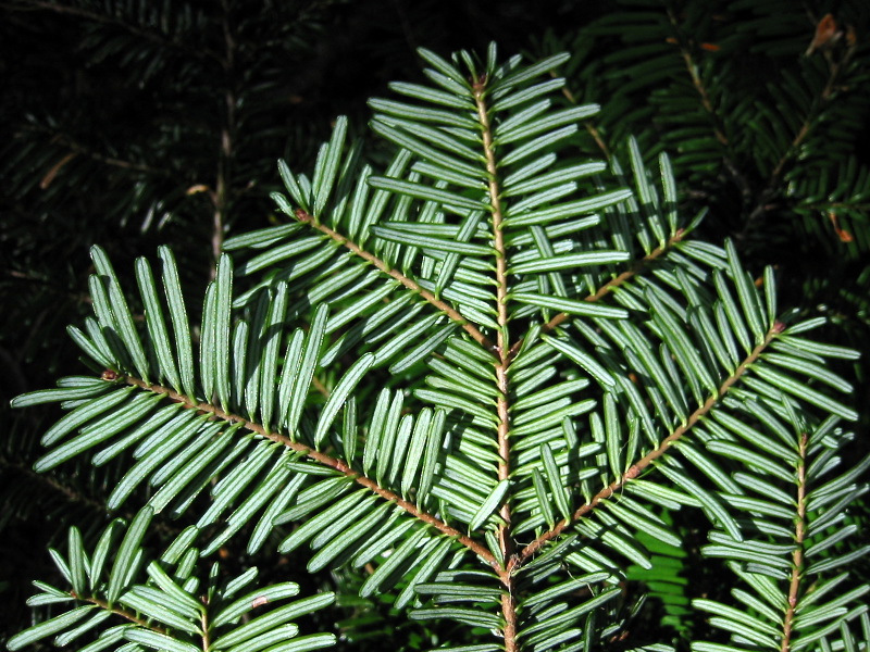 Pacific Silver Fir (Abies amabilis) - PlantNative.org Close-up of Pacific silver fir (Abies amabilis) foliage showing flattened needles with silvery-white undersides