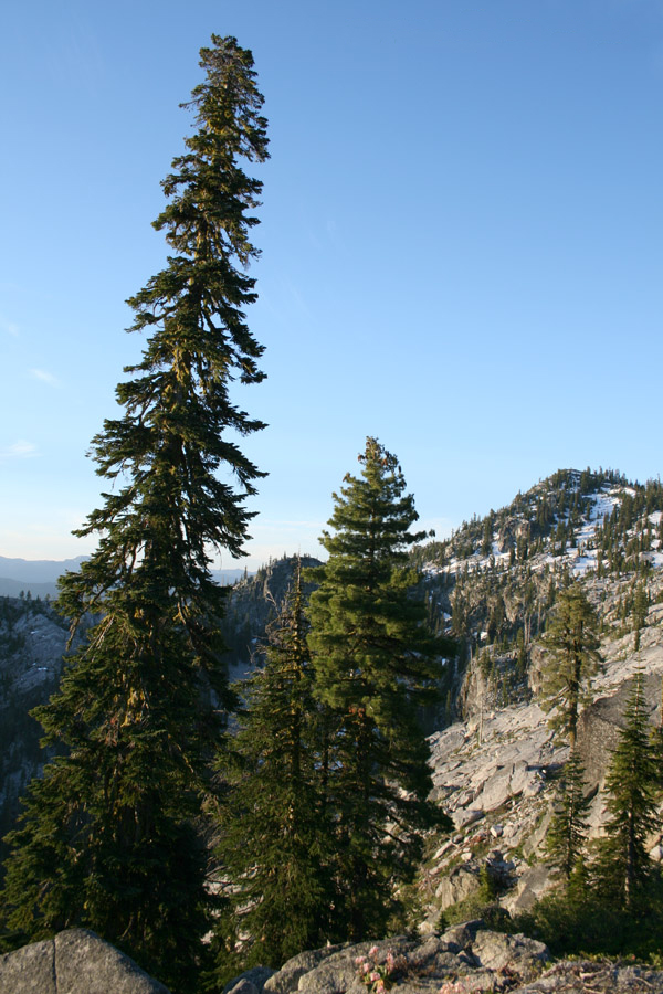 Pacific Silver Fir (Abies amabilis)
