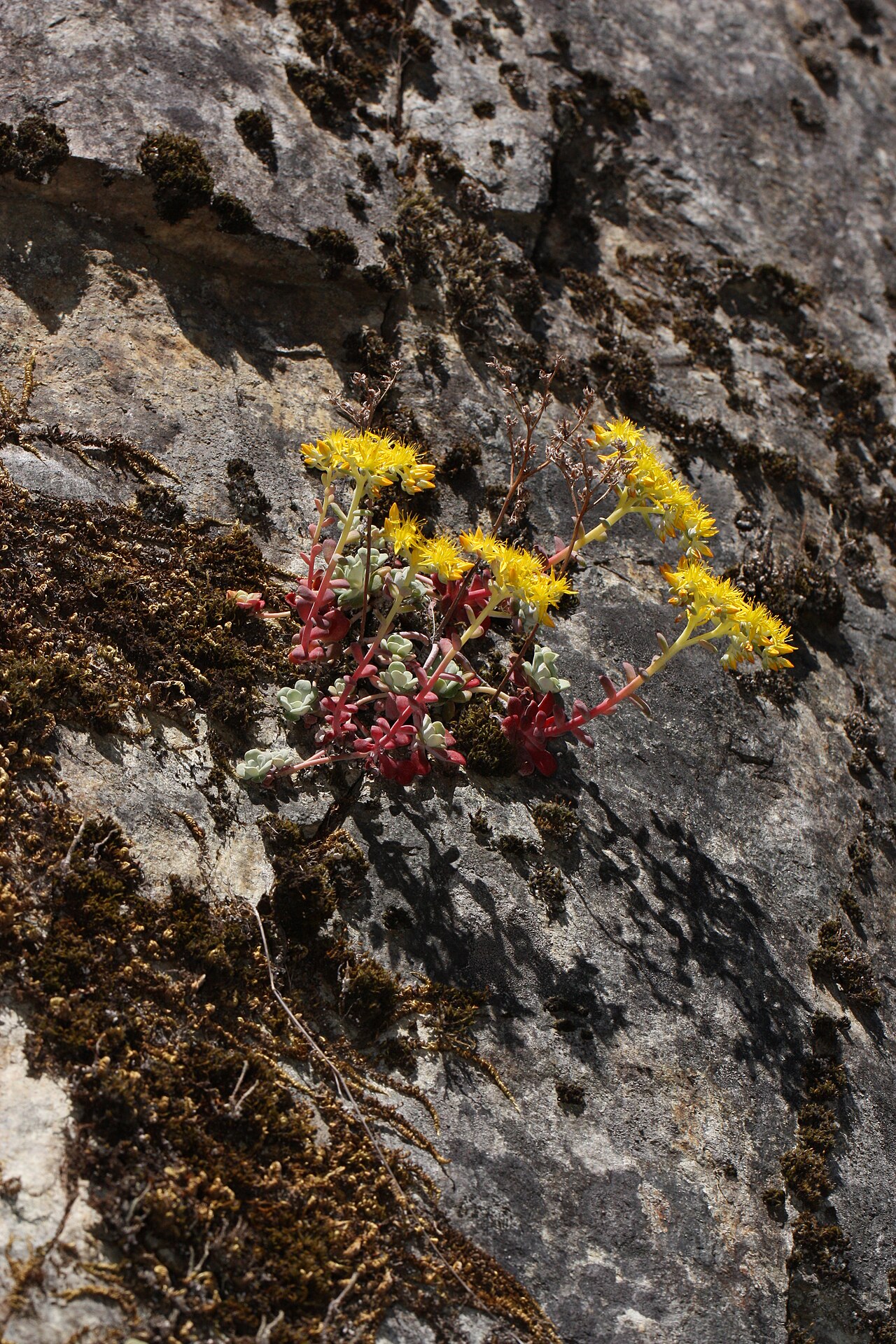 Pacific Stonecrop (Sedum spathulifolium) - PlantNative.org Pacific stonecrop flowering in a rock crevice habitat with yellow star-shaped blooms