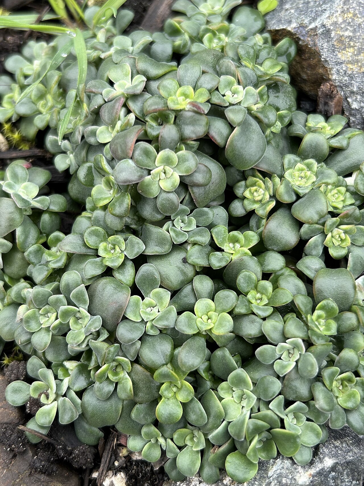Pacific Stonecrop (Sedum spathulifolium) - PlantNative.org Pacific stonecrop (Sedum spathulifolium) mat of pale blue-green and purplish spoon-shaped rosettes growing over a rock