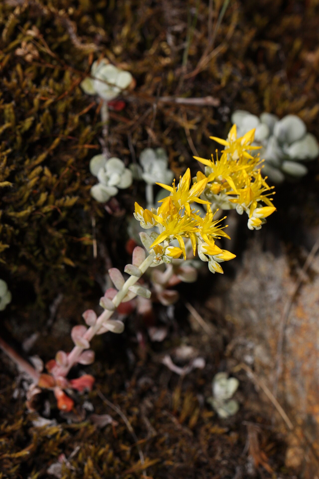 Pacific Stonecrop (Sedum spathulifolium) - PlantNative.org Close-up of Pacific stonecrop rosettes and bright yellow star-shaped flowers growing in a rock crevice