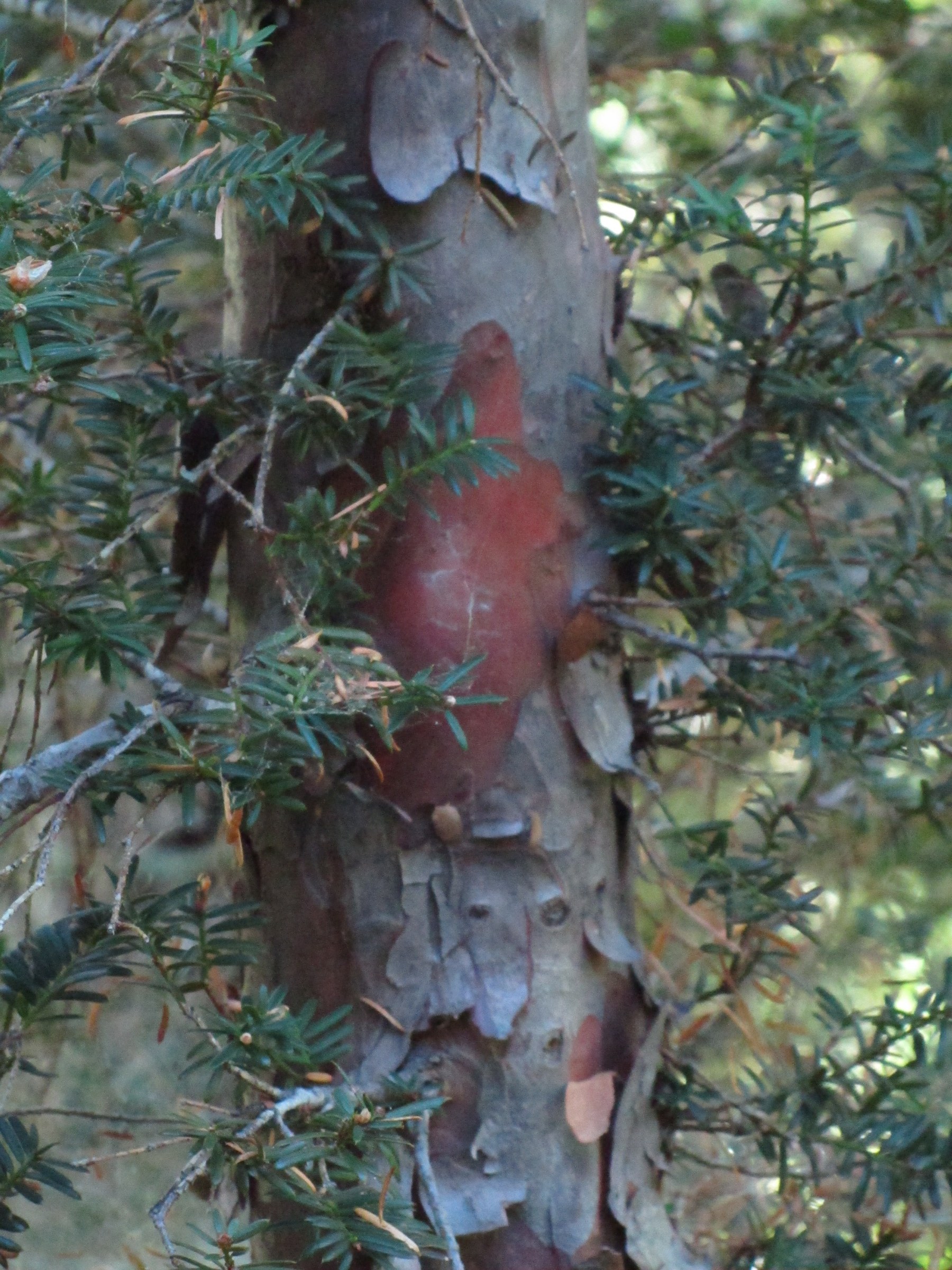Pacific Yew (Taxus brevifolia) - PlantNative.org Close-up of Pacific yew (Taxus brevifolia) reddish-brown, flaking bark
