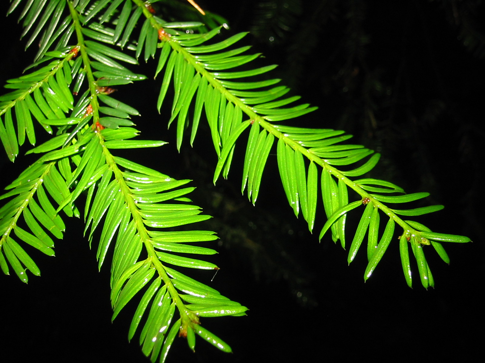 Pacific Yew (Taxus brevifolia) - PlantNative.org Close-up of Pacific yew (Taxus brevifolia) flat, two-ranked needles on a twig
