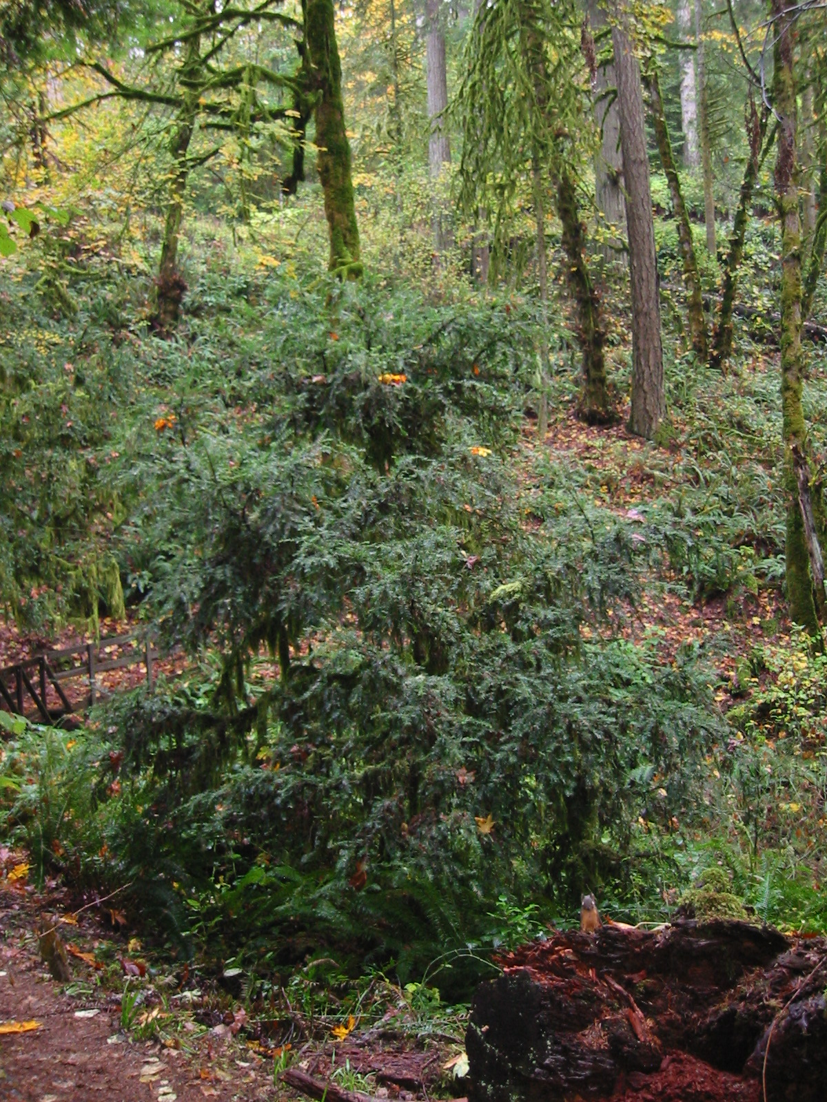 Pacific Yew (Taxus brevifolia)