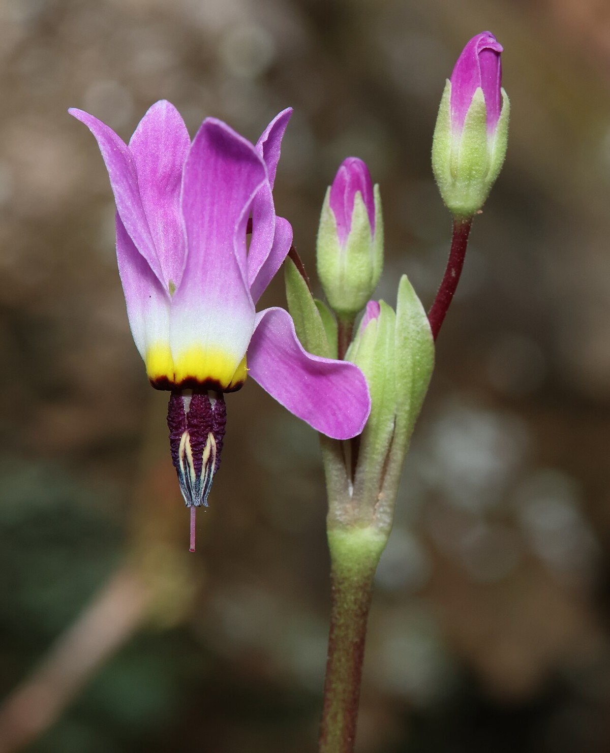 Padre's Shooting Star (Primula clevelandii) - PlantNative.org Close-up of a padre's shooting star (Primula clevelandii) flower showing reflexed magenta petals and a dark pointed stamen cone