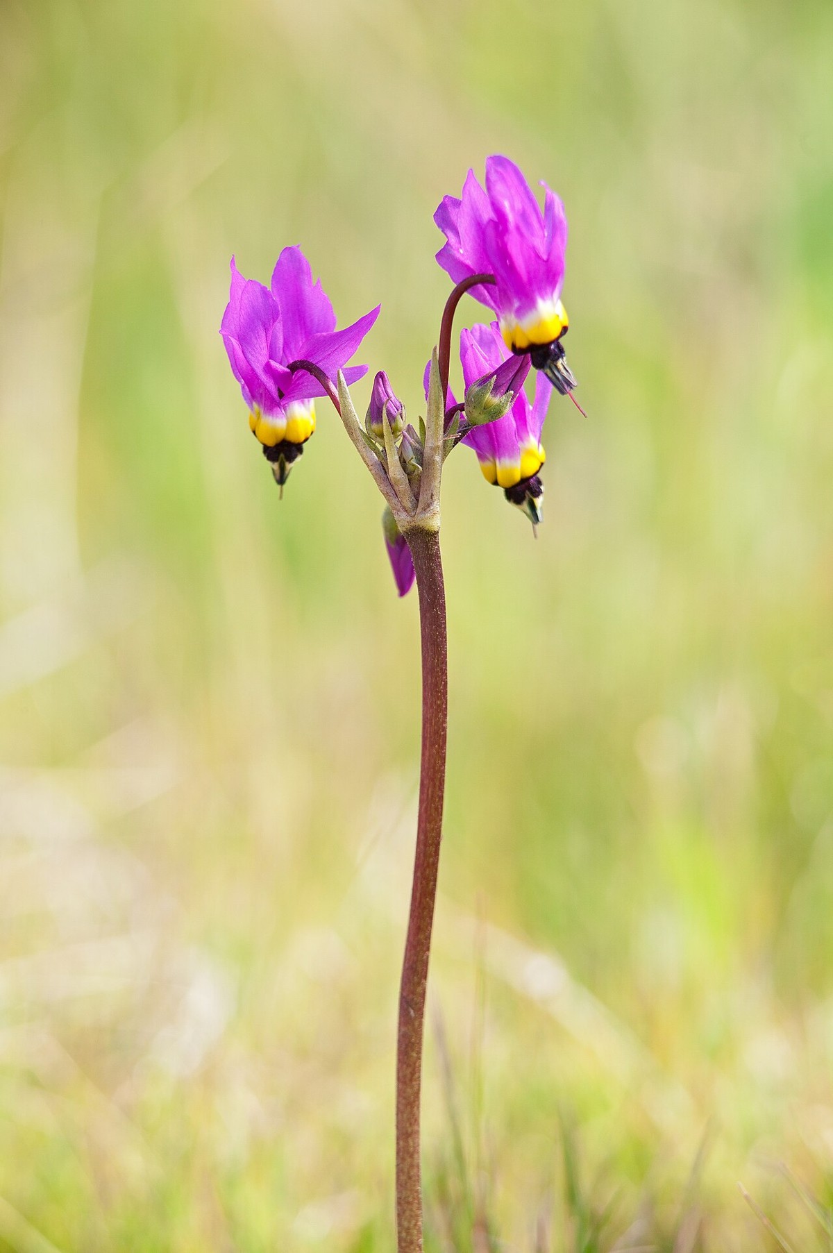 Padre's Shooting Star (Primula clevelandii) - PlantNative.org Padre's shooting star (Primula clevelandii) flowers nodding above a grassy California meadow