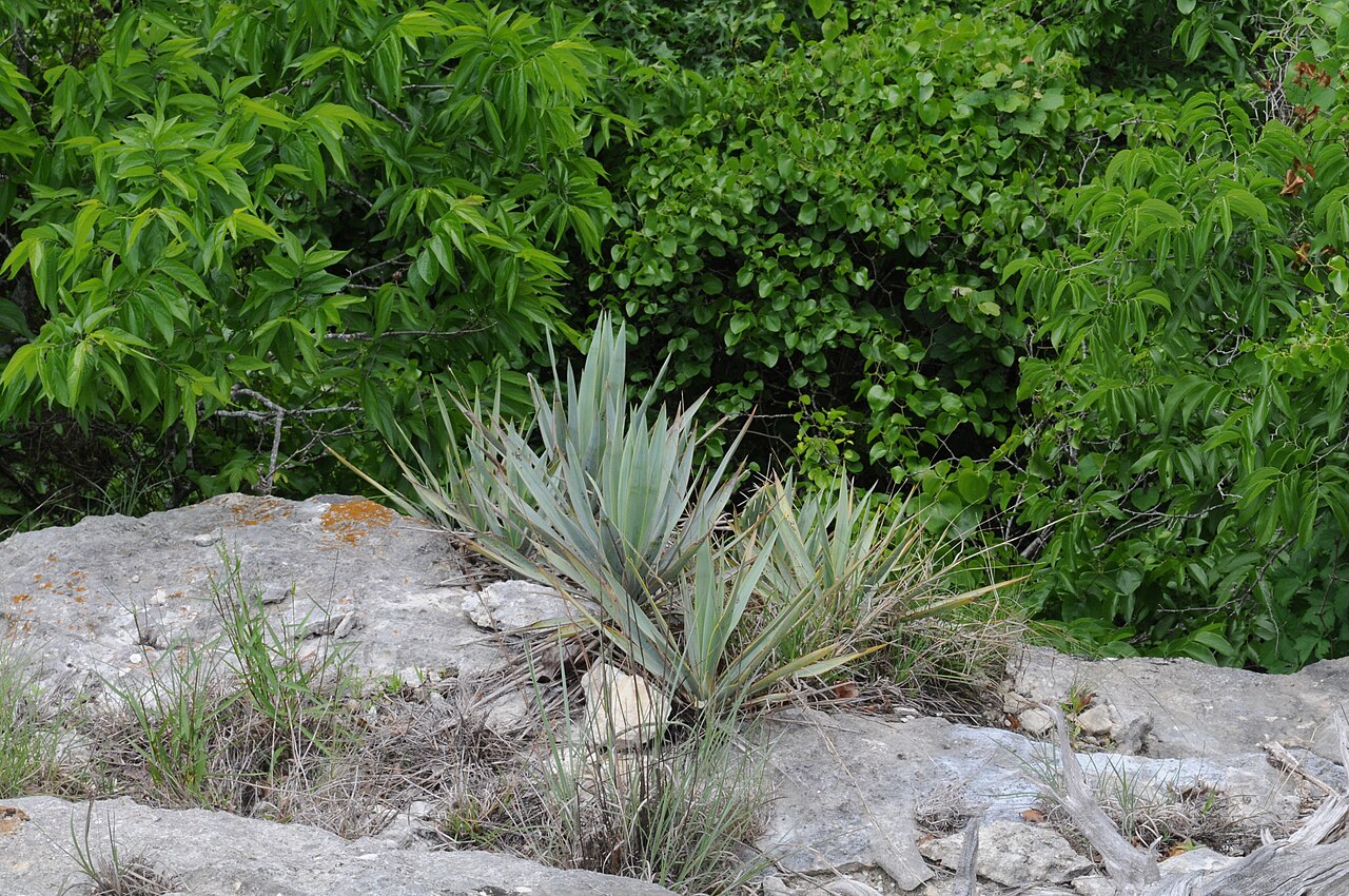 Pale Yucca (Yucca pallida) - PlantNative.org Pale Yucca (Yucca pallida) rosette of blue-gray leaves growing from a crack in limestone bedrock