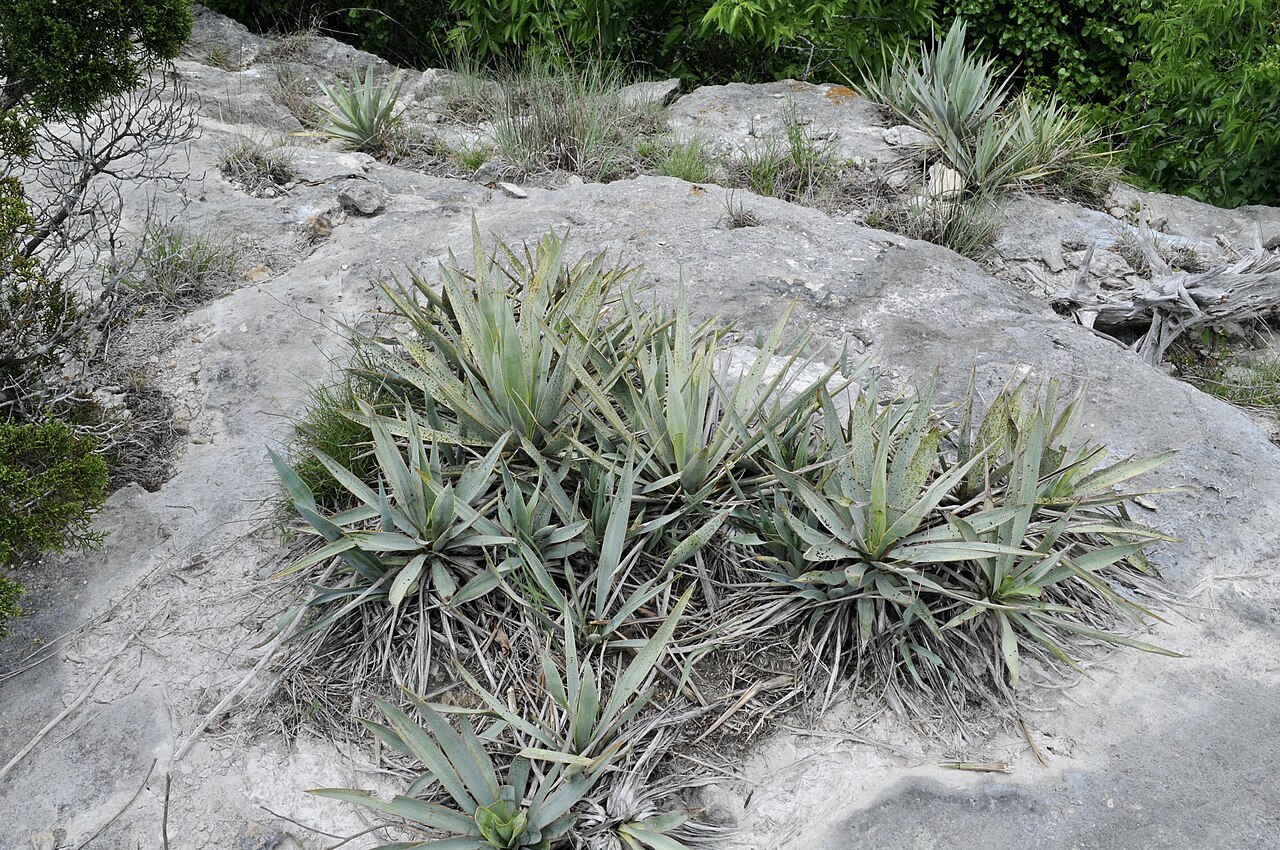 Pale Yucca (Yucca pallida) - PlantNative.org Colony of Pale Yucca (Yucca pallida) rosettes growing directly from exposed limestone bedrock in Texas