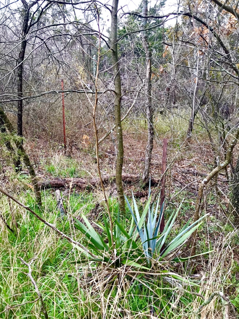Pale Yucca (Yucca pallida) - PlantNative.org Small Pale Yucca (Yucca pallida) rosette with pale blue-green twisted leaves growing among grasses in a Texas woodland clearing
