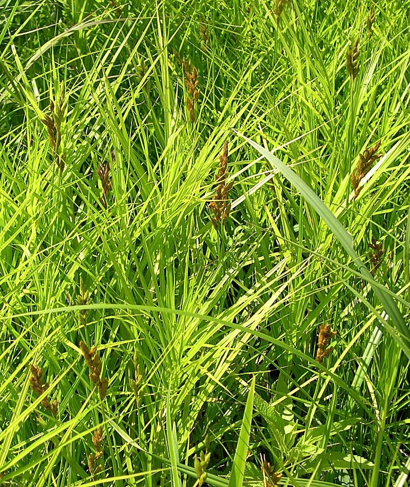 Dense patch of palm sedge foliage in its natural floodplain habitat