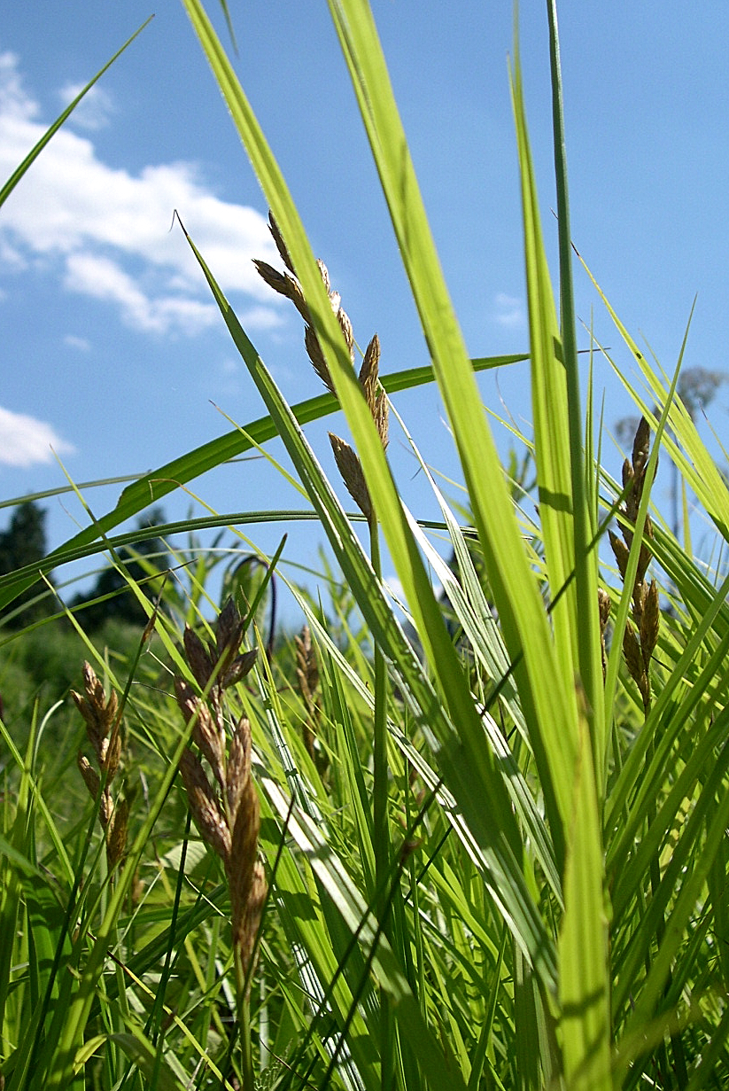 Palm sedge (Carex muskingumensis) clump with arching whorled leaves and brown seed spikes backlit by sun