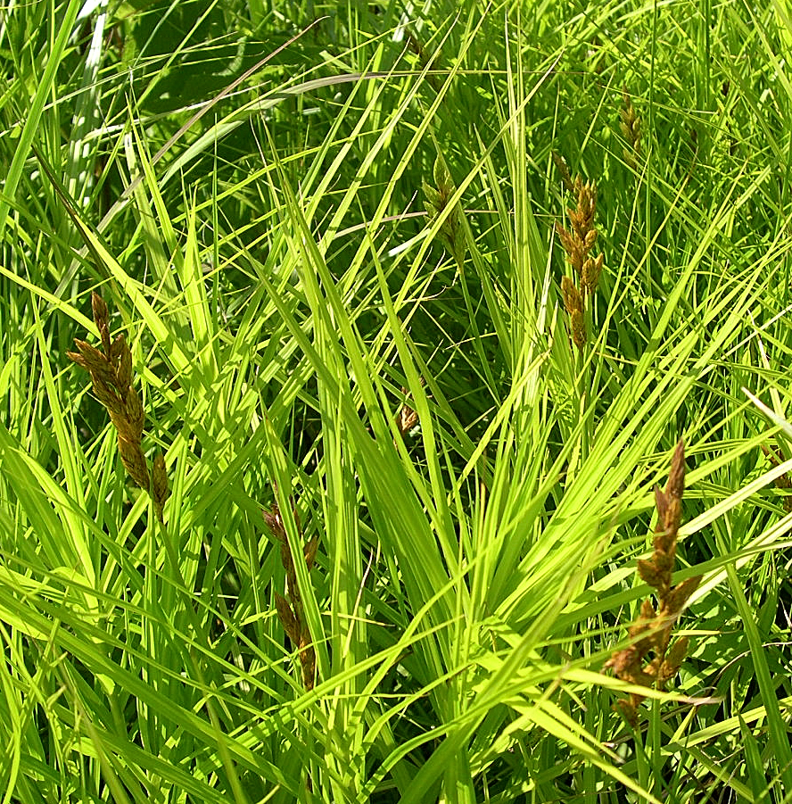 Close-up of palm sedge foliage showing whorled leaf arrangement and brown seed spikes